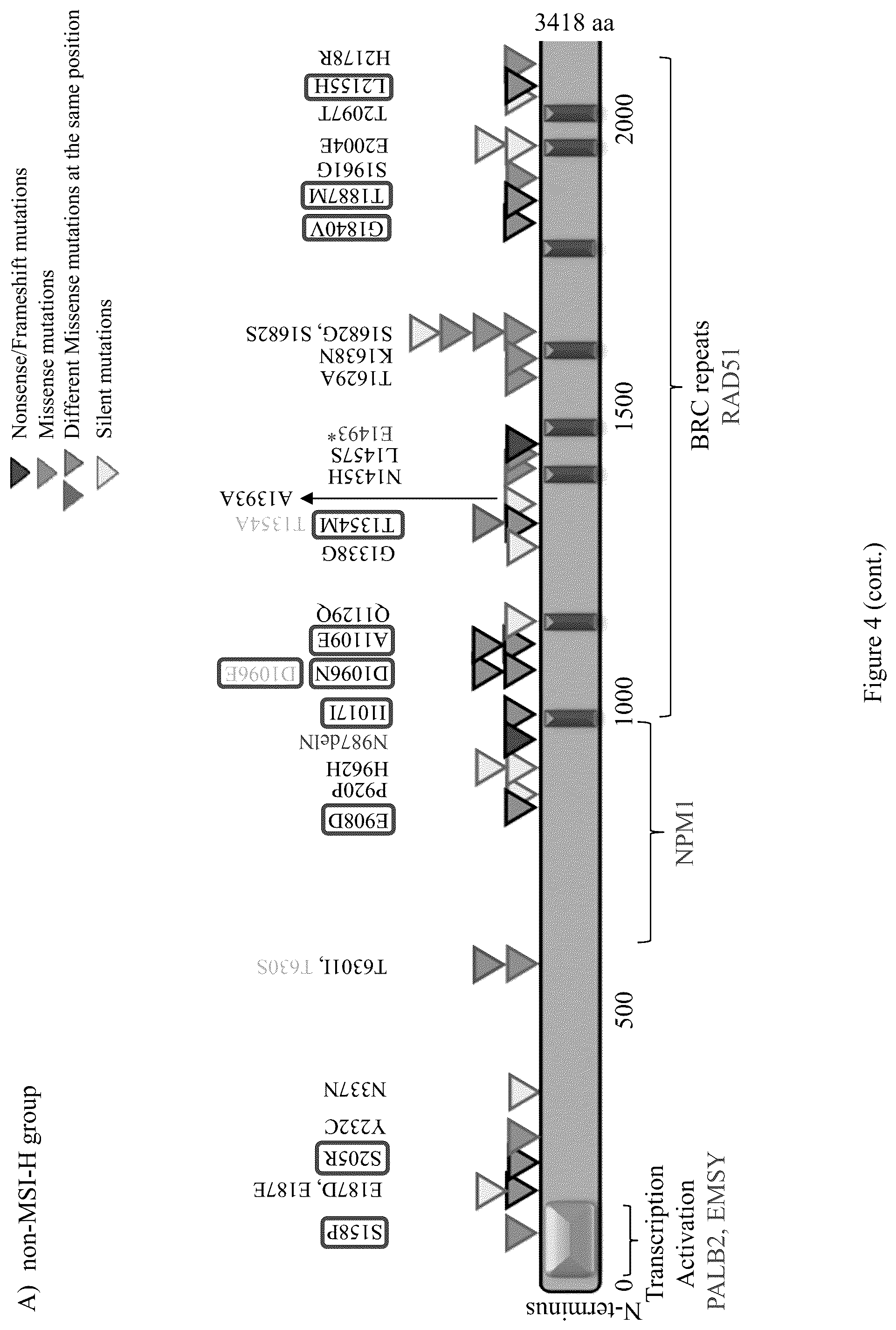 Patent US12098428 Figure 12 – Frequent EGFR and NTRK somatic mutations in colorectal cancer (CRC) with microsatellite instability (MSI)