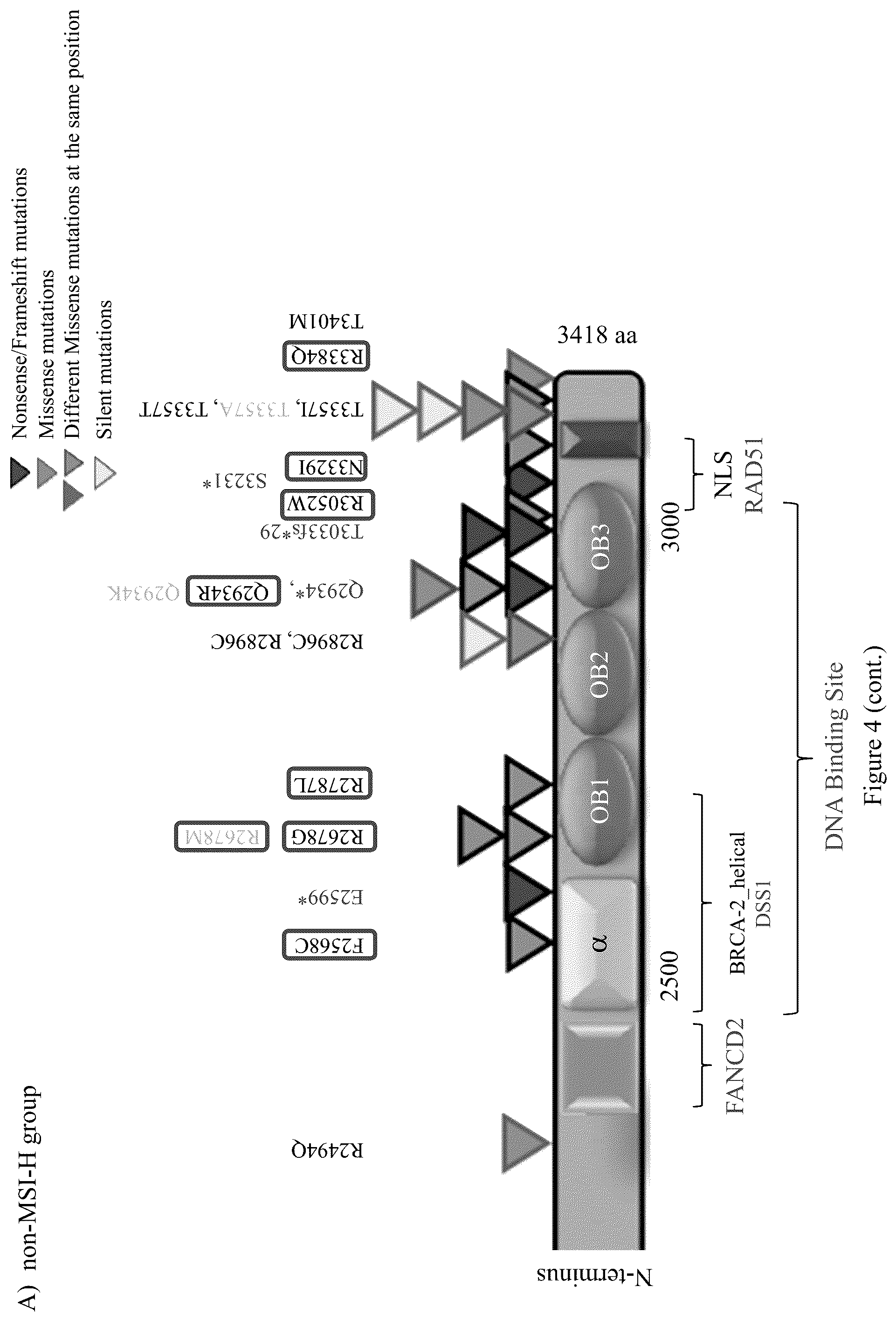 Patent US12098428 Figure 13 – Frequent EGFR and NTRK somatic mutations in colorectal cancer (CRC) with microsatellite instability (MSI)