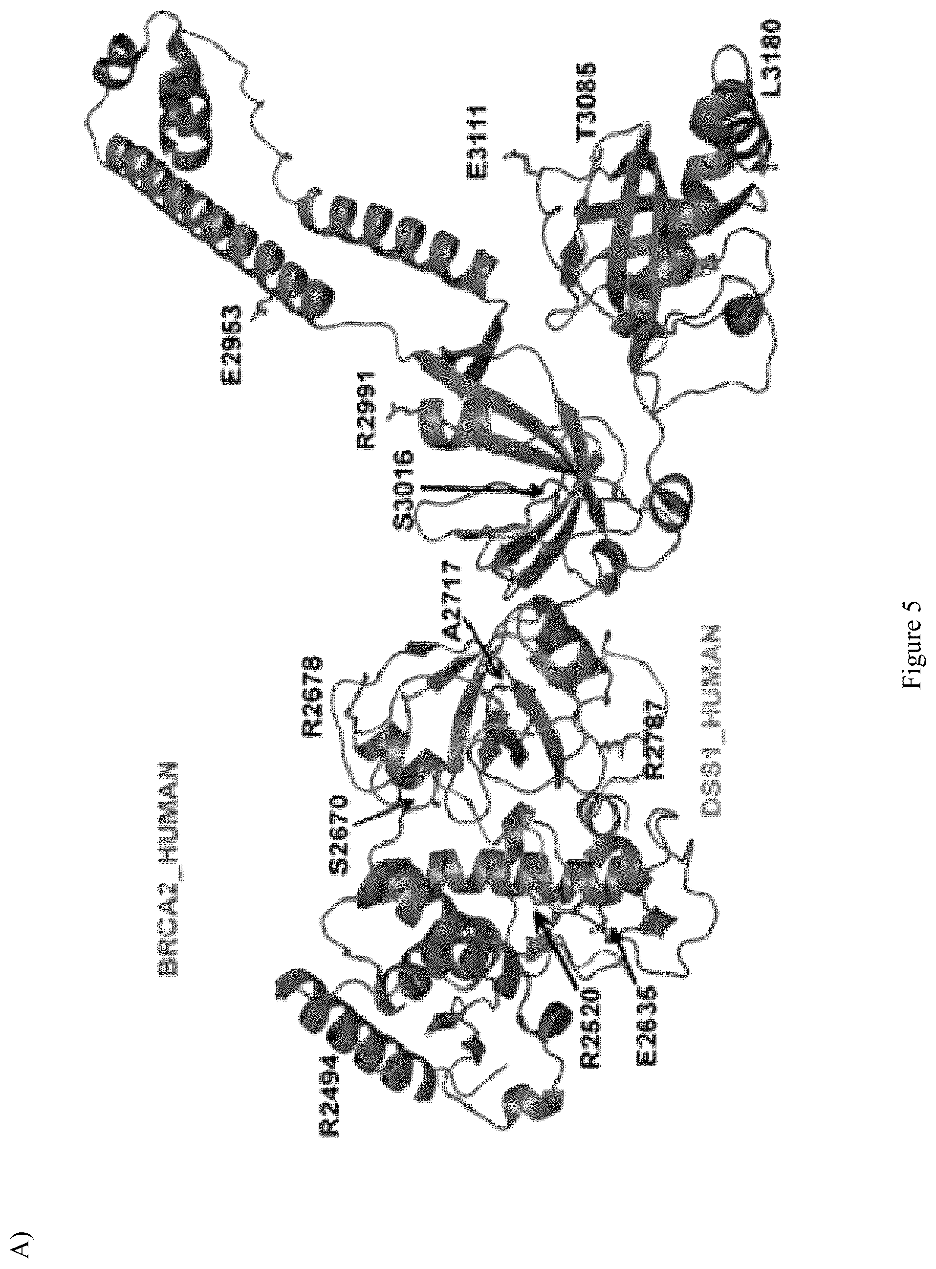 Patent US12098428 Figure 18 – Frequent EGFR and NTRK somatic mutations in colorectal cancer (CRC) with microsatellite instability (MSI)