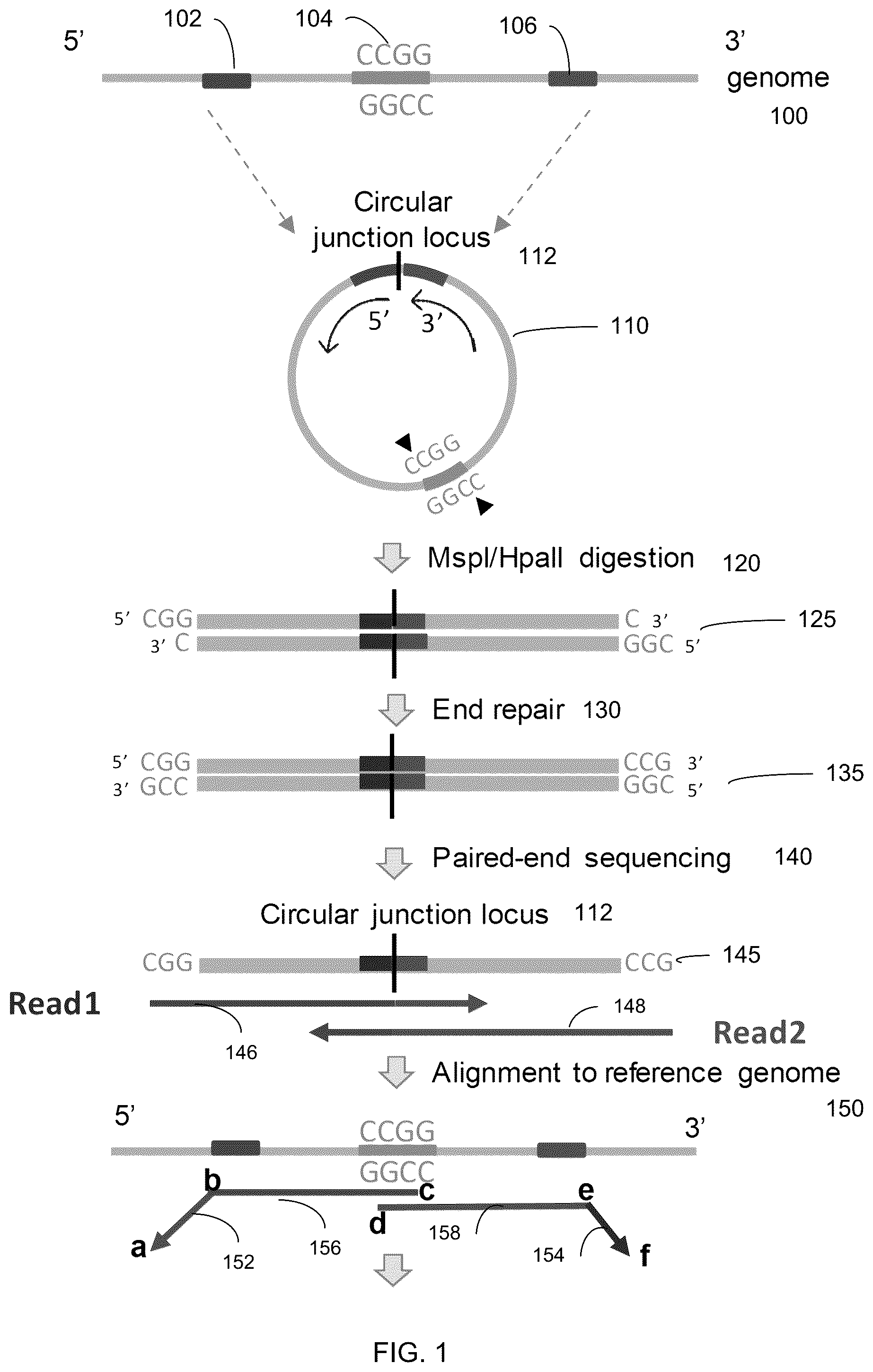 Patent US12098429 Figure 1 – Determining linear and circular forms of circulating nucleic acids