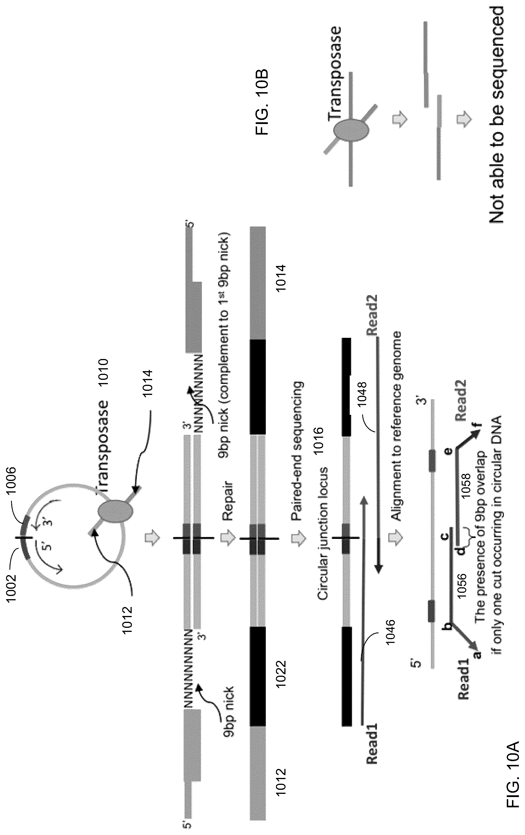 Patent US12098429 Figure 10 – Determining linear and circular forms of circulating nucleic acids