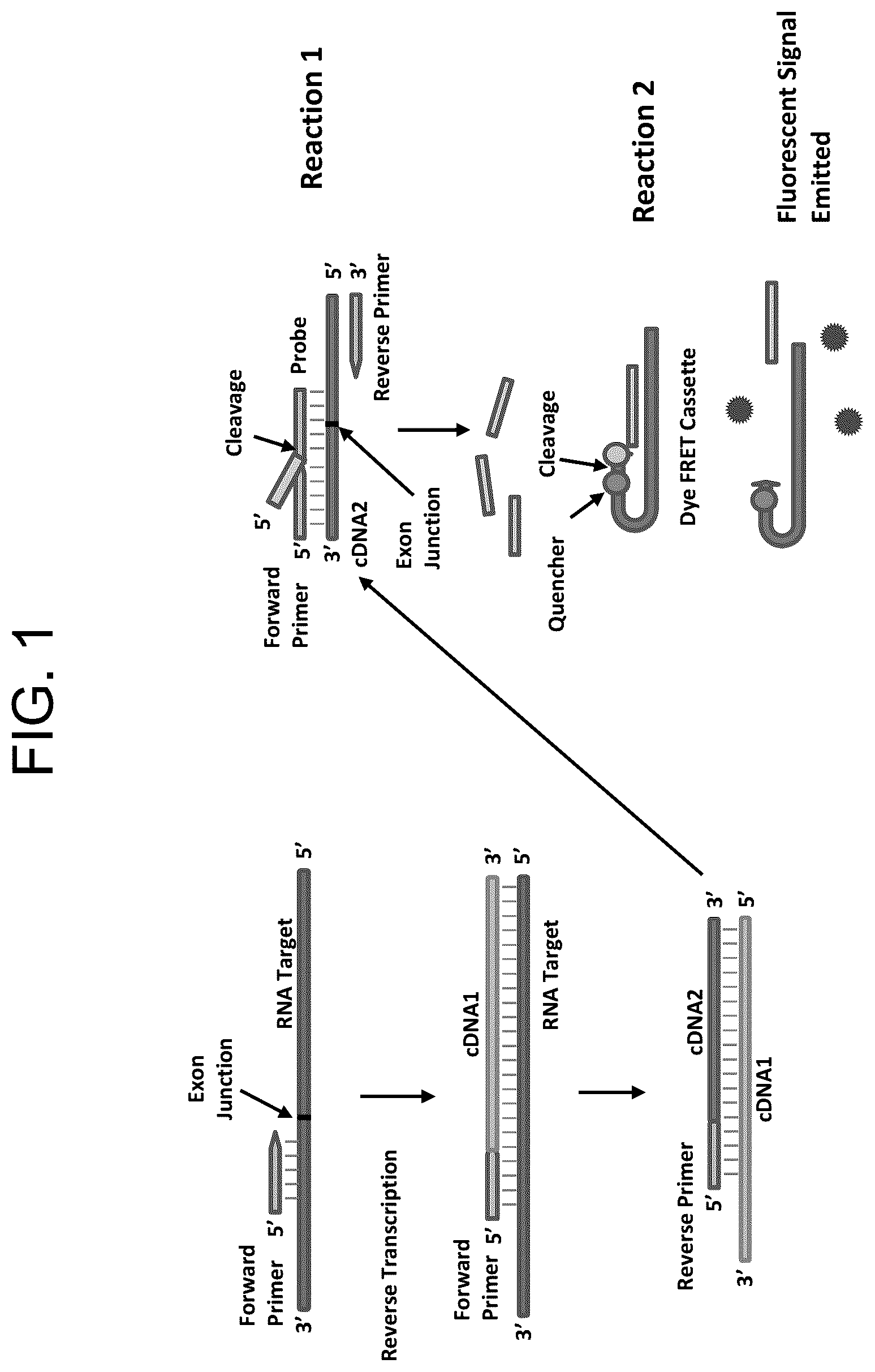 Patent US12098431 Figure 1 – Detection of lung neoplasia by amplification of RNA sequences