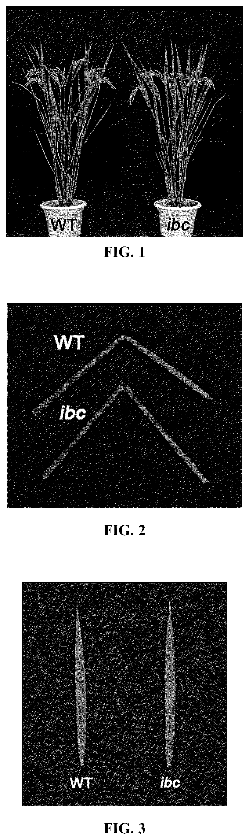 Patent US12098432 Figure 1 – Mutation site of ideal brittle culm mutant ibc in rice, controlling gene IBC, and use thereof