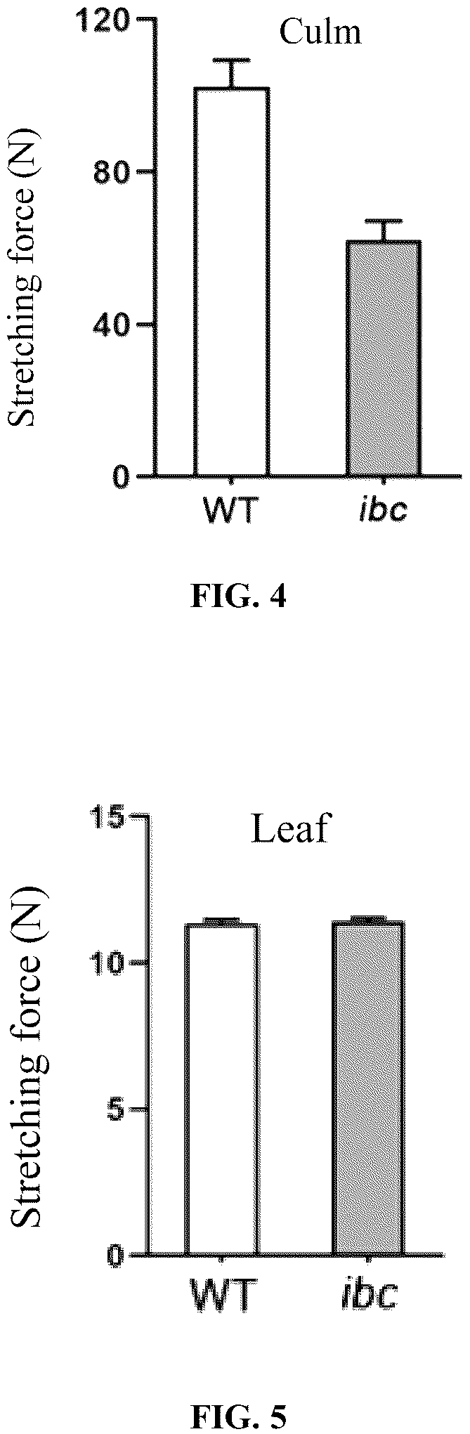 Patent US12098432 Figure 2 – Mutation site of ideal brittle culm mutant ibc in rice, controlling gene IBC, and use thereof