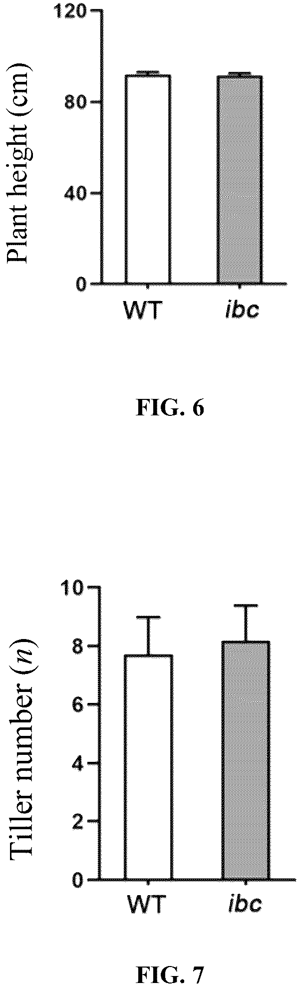 Patent US12098432 Figure 3 – Mutation site of ideal brittle culm mutant ibc in rice, controlling gene IBC, and use thereof