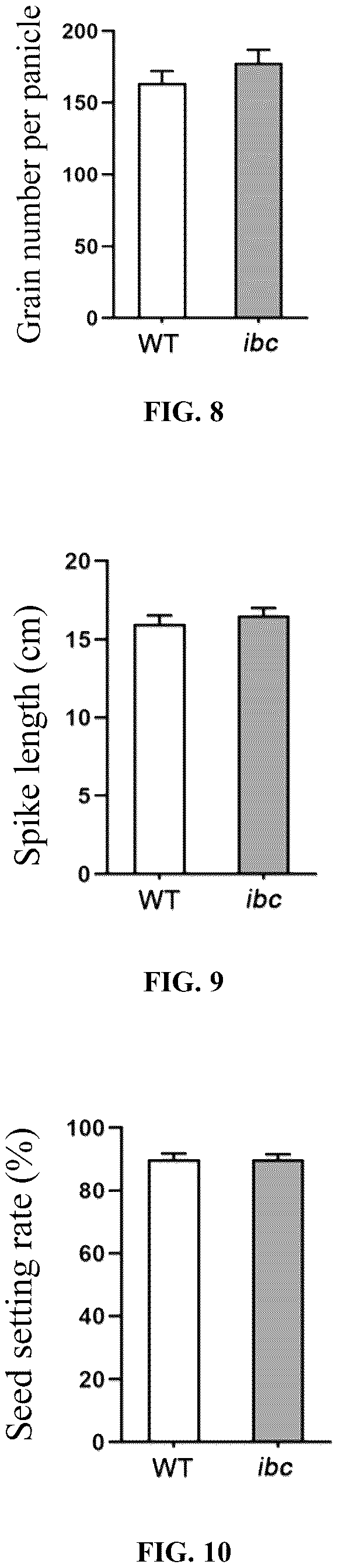 Patent US12098432 Figure 4 – Mutation site of ideal brittle culm mutant ibc in rice, controlling gene IBC, and use thereof