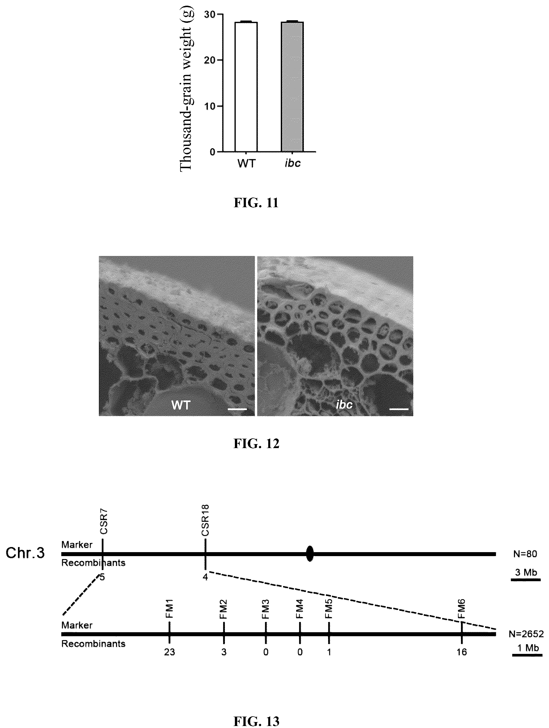Patent US12098432 Figure 5 – Mutation site of ideal brittle culm mutant ibc in rice, controlling gene IBC, and use thereof