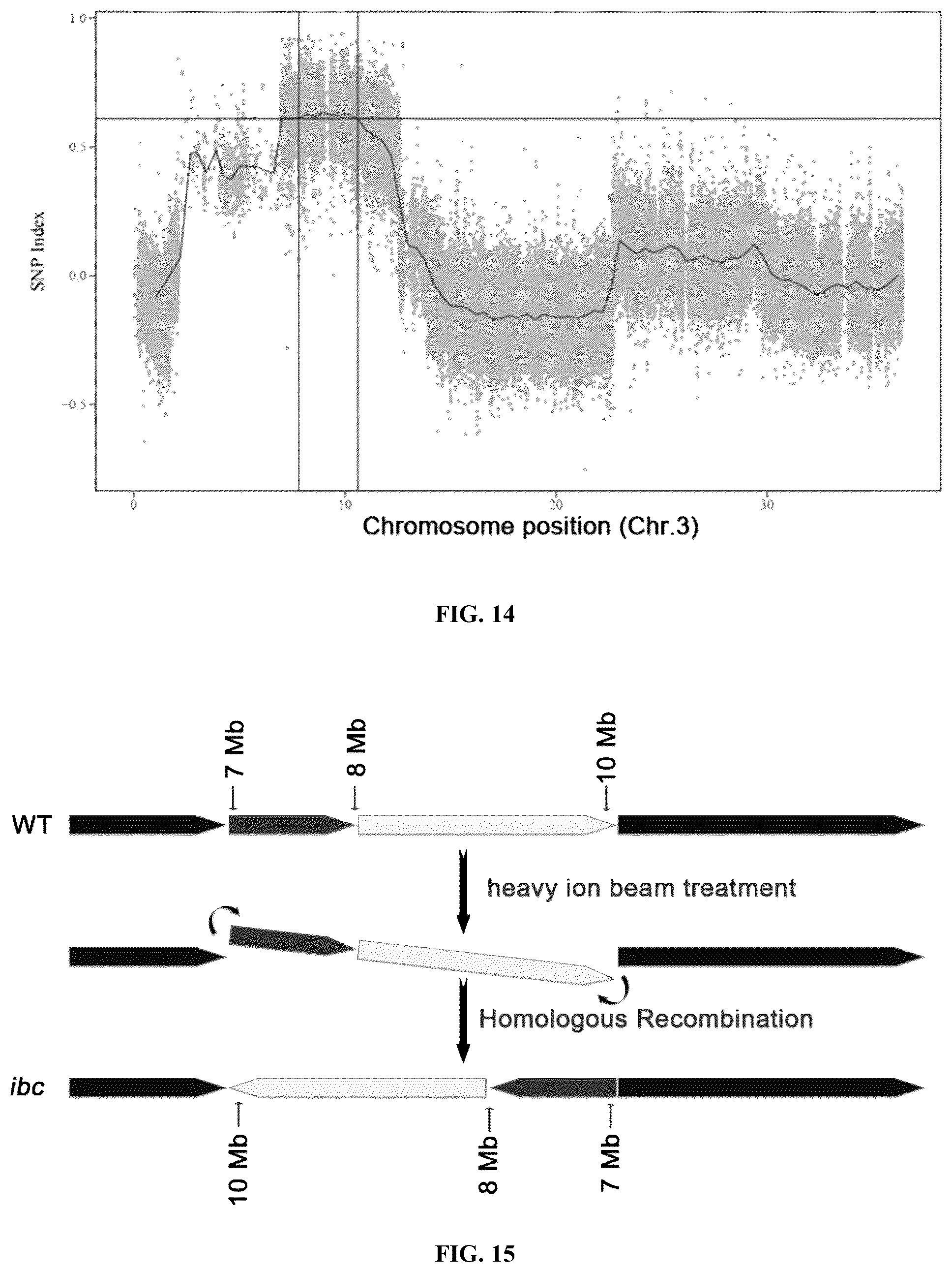 Patent US12098432 Figure 6 – Mutation site of ideal brittle culm mutant ibc in rice, controlling gene IBC, and use thereof