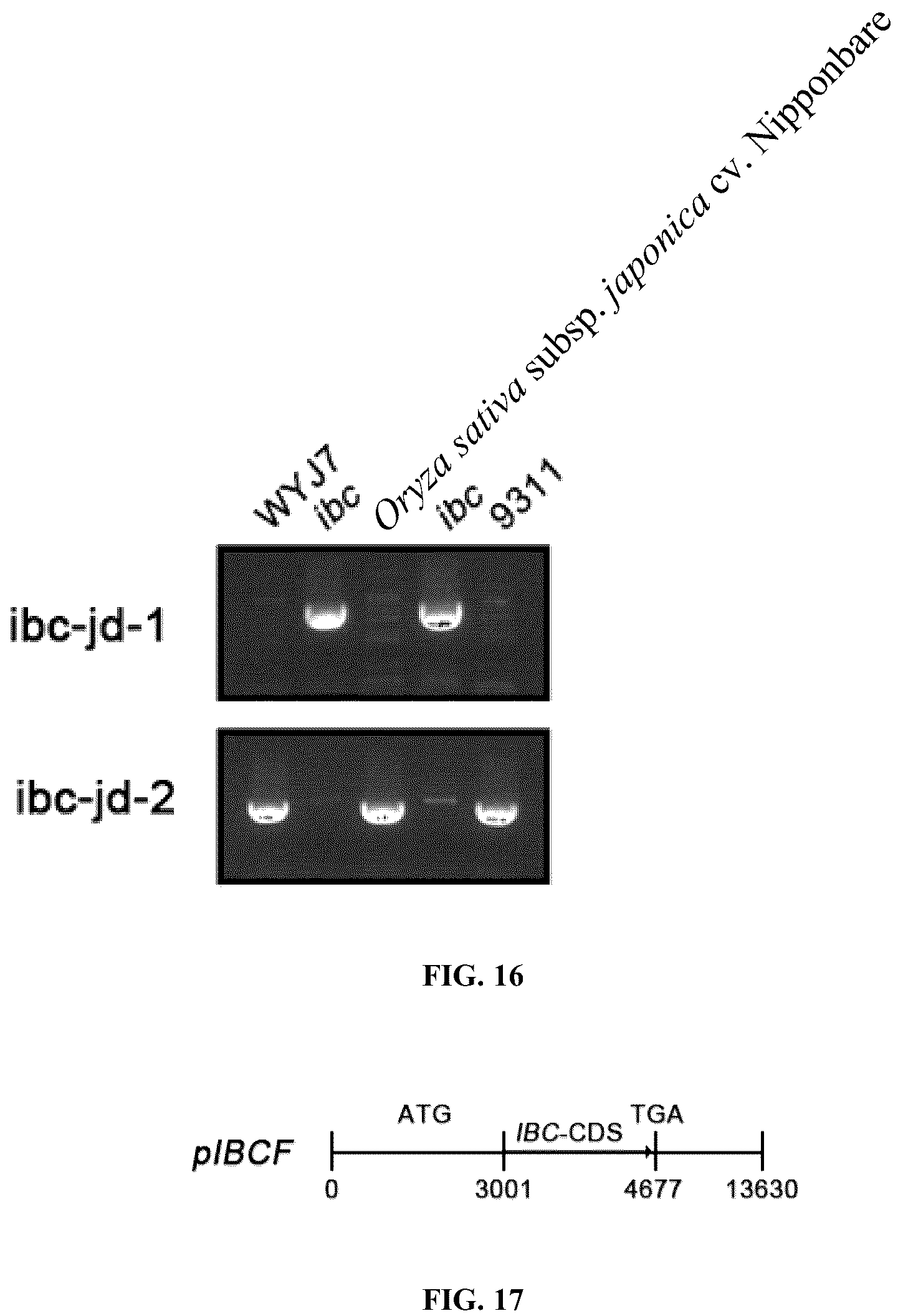 Patent US12098432 Figure 7 – Mutation site of ideal brittle culm mutant ibc in rice, controlling gene IBC, and use thereof