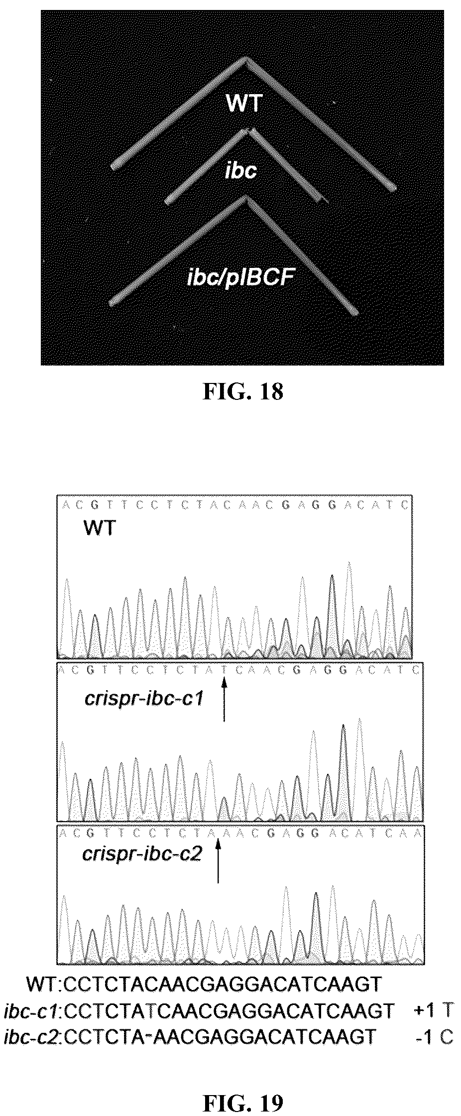 Patent US12098432 Figure 8 – Mutation site of ideal brittle culm mutant ibc in rice, controlling gene IBC, and use thereof