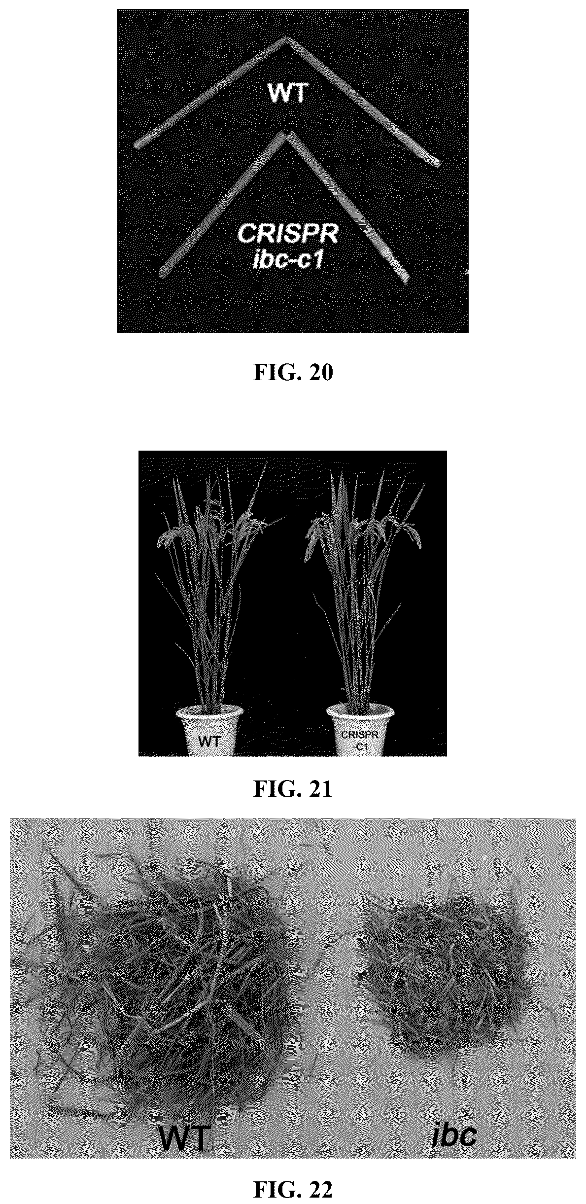 Patent US12098432 Figure 9 – Mutation site of ideal brittle culm mutant ibc in rice, controlling gene IBC, and use thereof