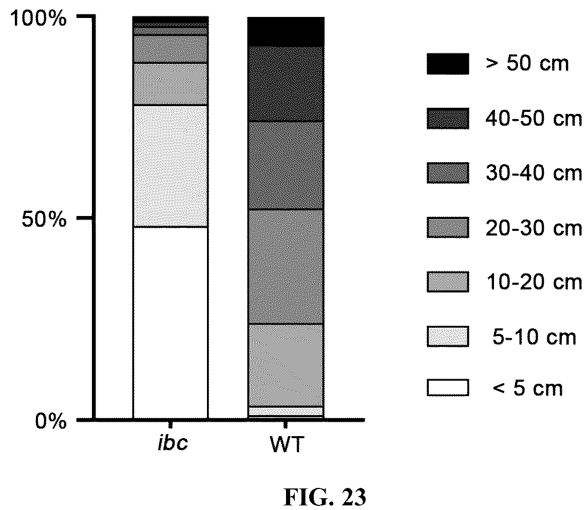 Patent US12098432 Figure 10 – Mutation site of ideal brittle culm mutant ibc in rice, controlling gene IBC, and use thereof