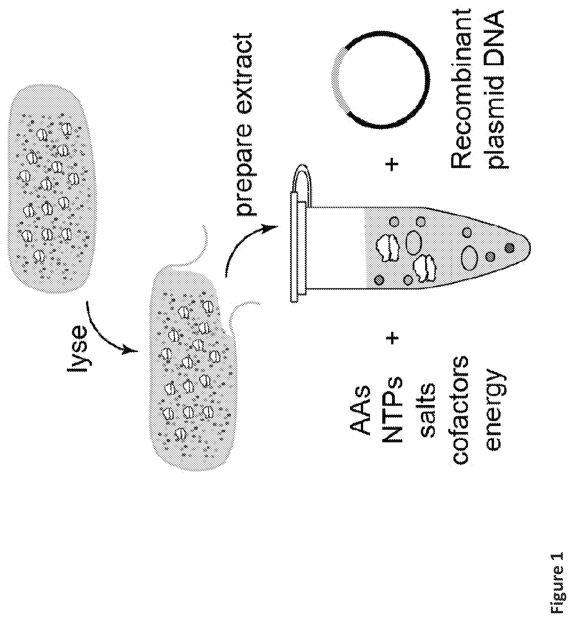 Patent US12098433 Figure 1 – On demand, portable, cell-free molecular sensing platform