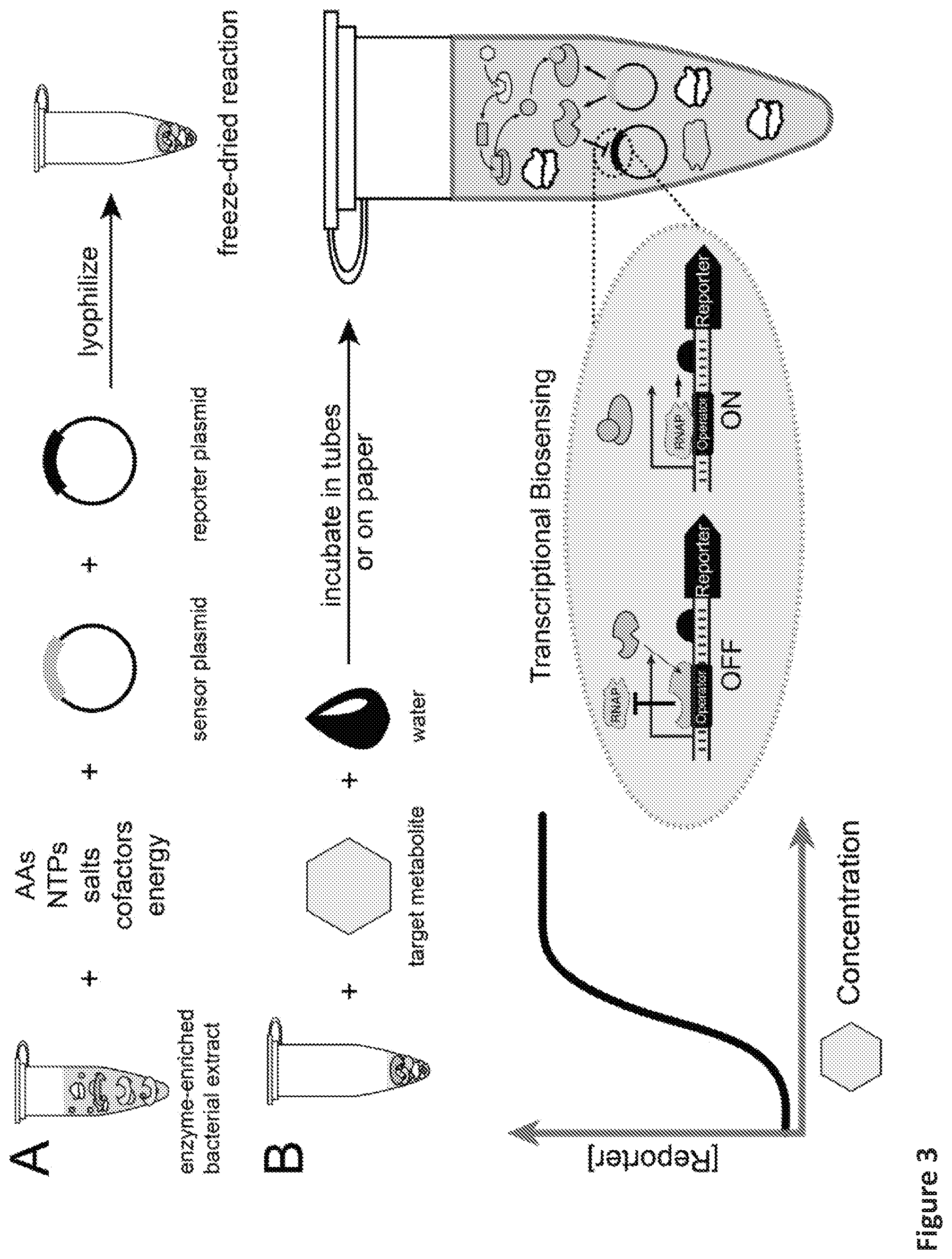 Patent US12098433 Figure 8 – On demand, portable, cell-free molecular sensing platform