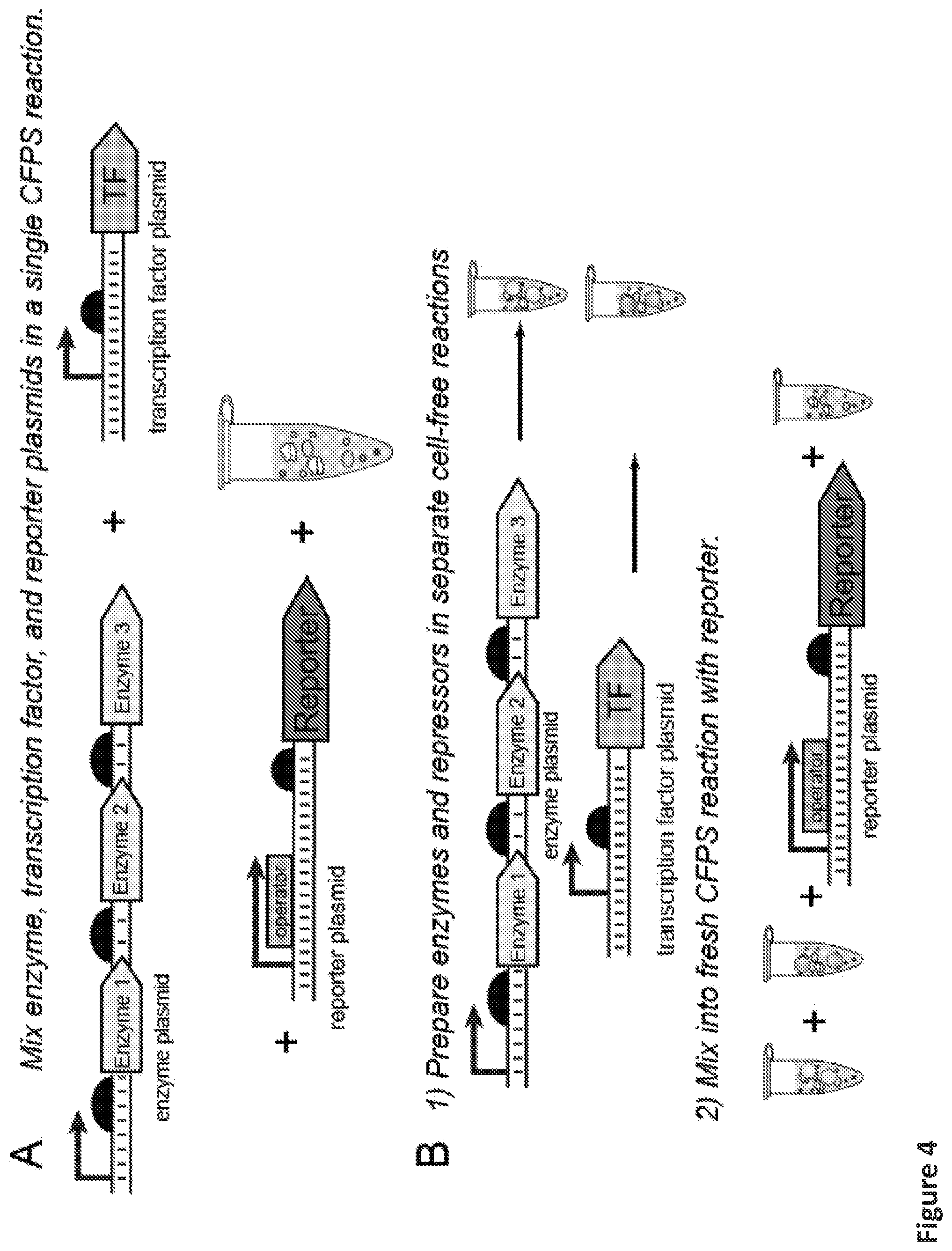 Patent US12098433 Figure 9 – On demand, portable, cell-free molecular sensing platform
