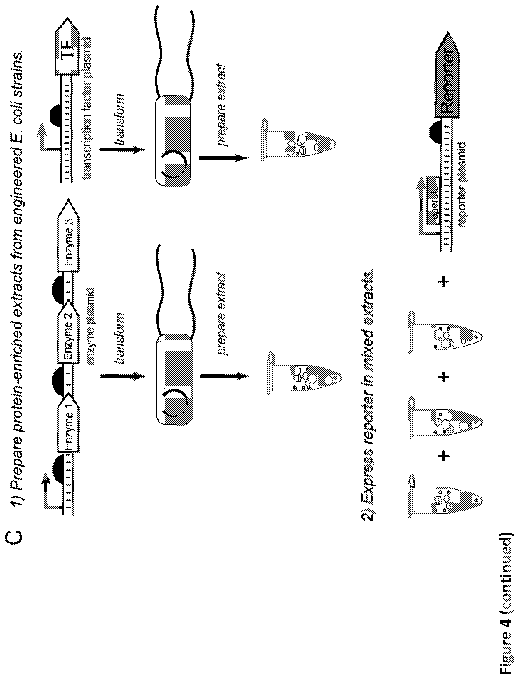 Patent US12098433 Figure 10 – On demand, portable, cell-free molecular sensing platform