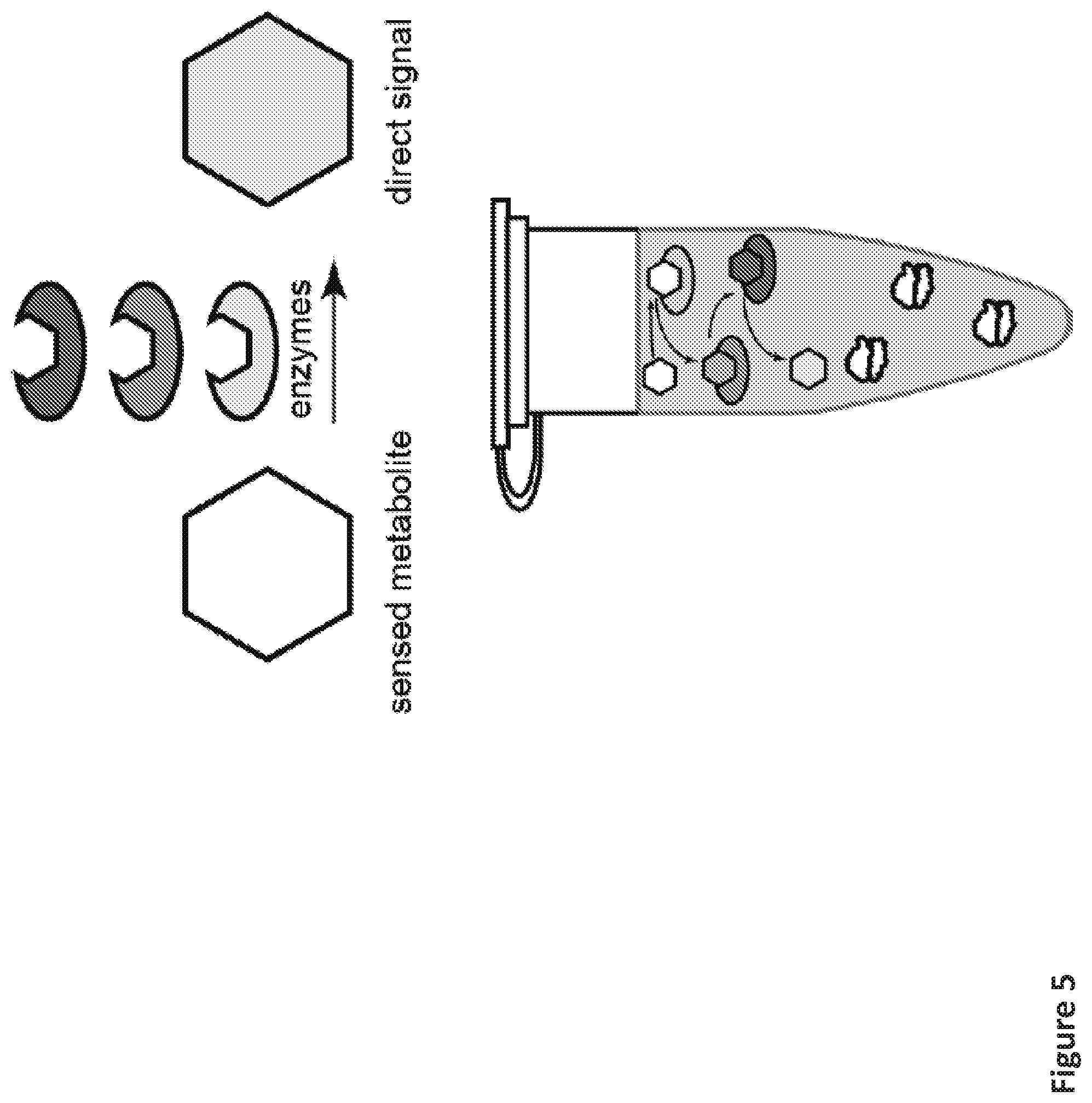 Patent US12098433 Figure 11 – On demand, portable, cell-free molecular sensing platform