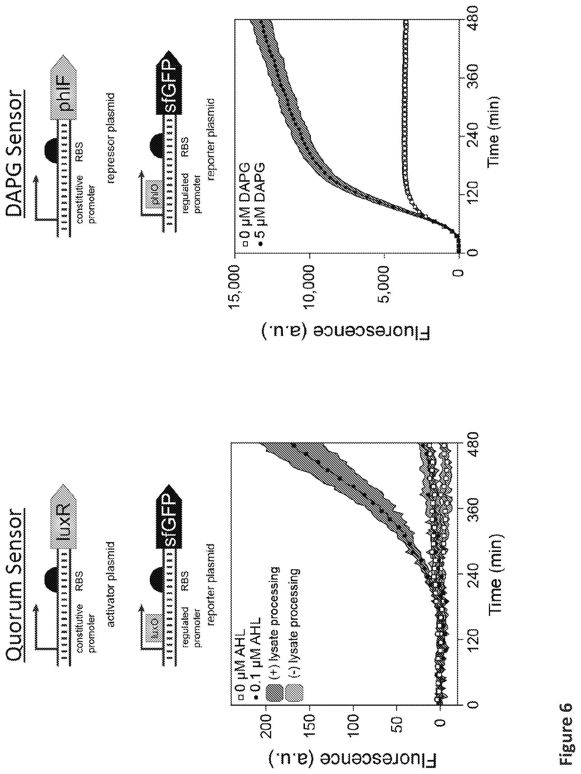 Patent US12098433 Figure 12 – On demand, portable, cell-free molecular sensing platform