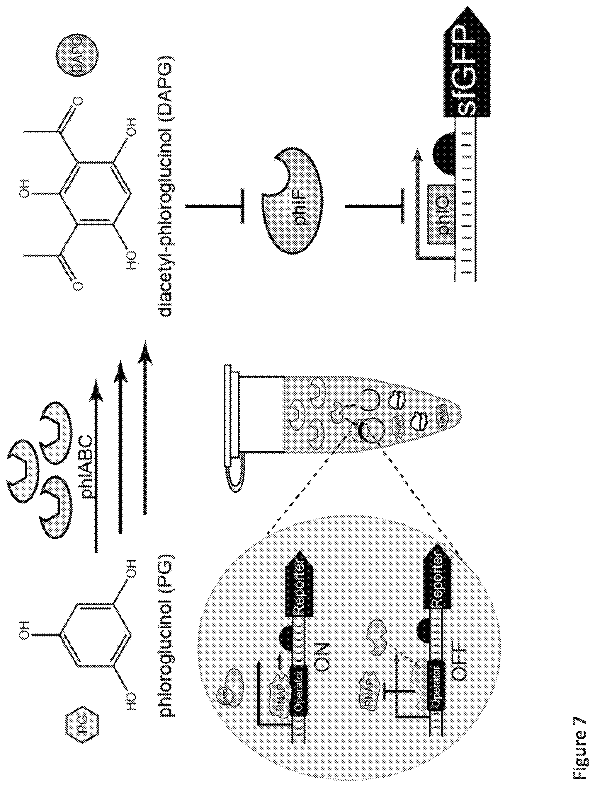Patent US12098433 Figure 13 – On demand, portable, cell-free molecular sensing platform