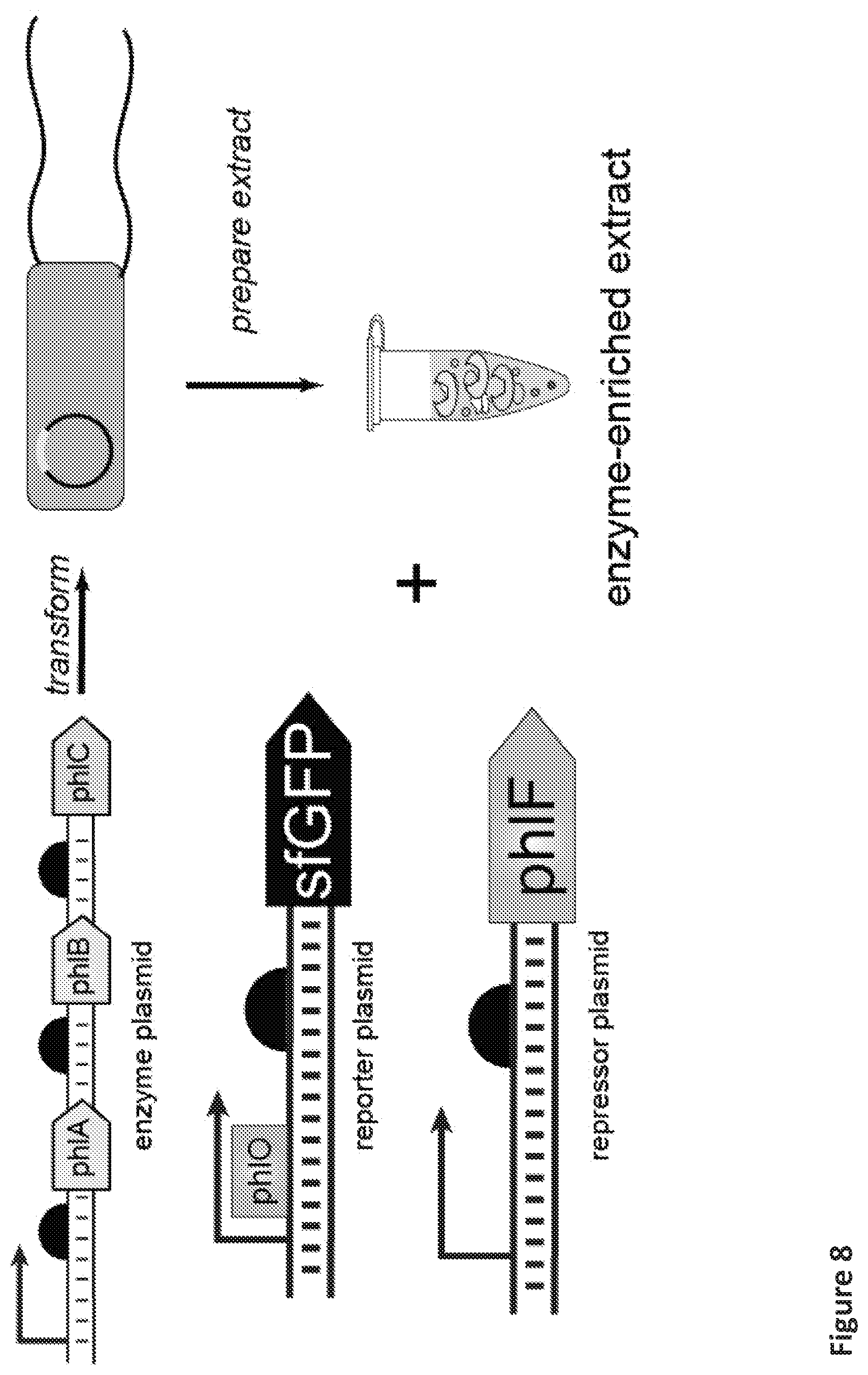 Patent US12098433 Figure 14 – On demand, portable, cell-free molecular sensing platform