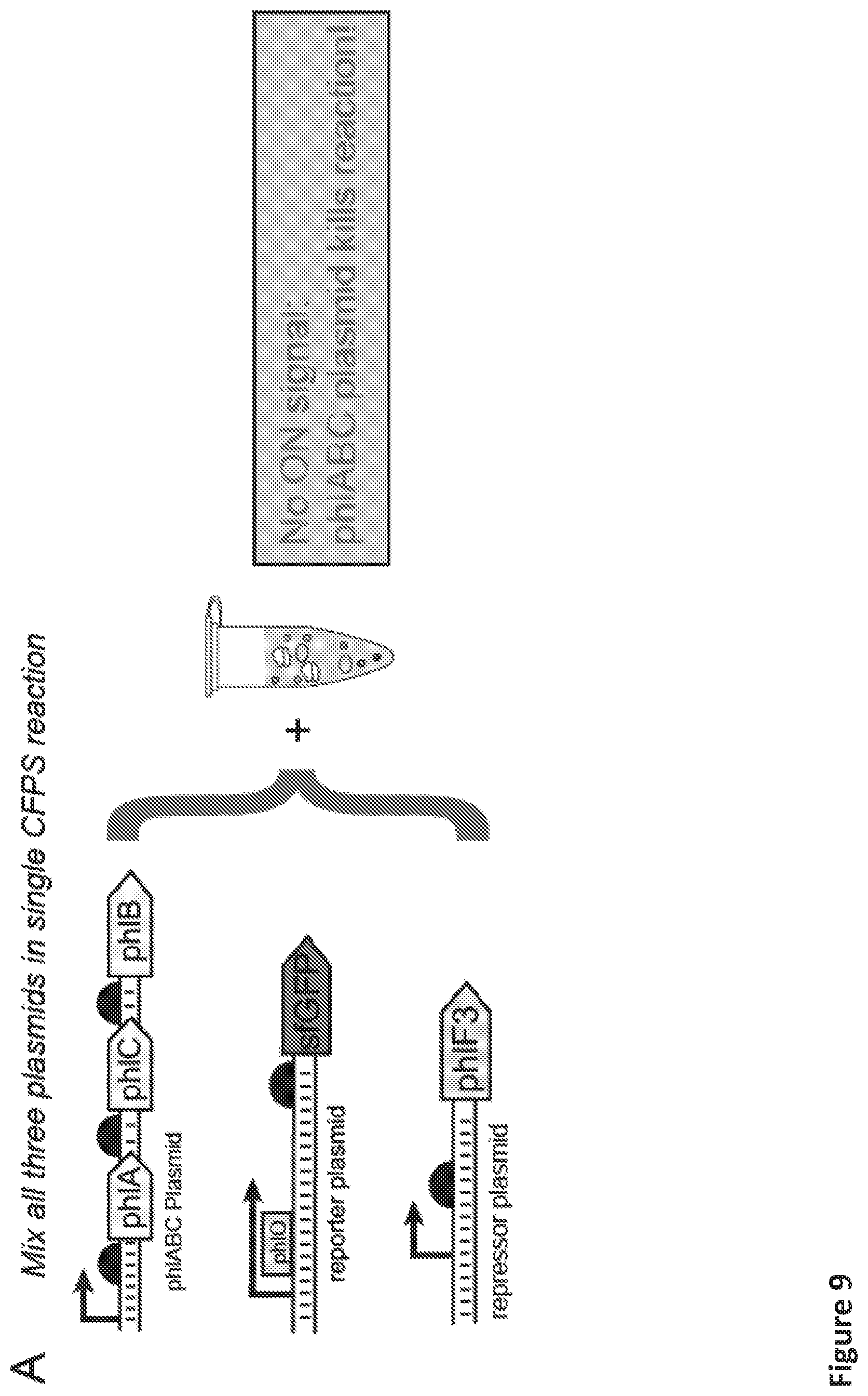 Patent US12098433 Figure 15 – On demand, portable, cell-free molecular sensing platform