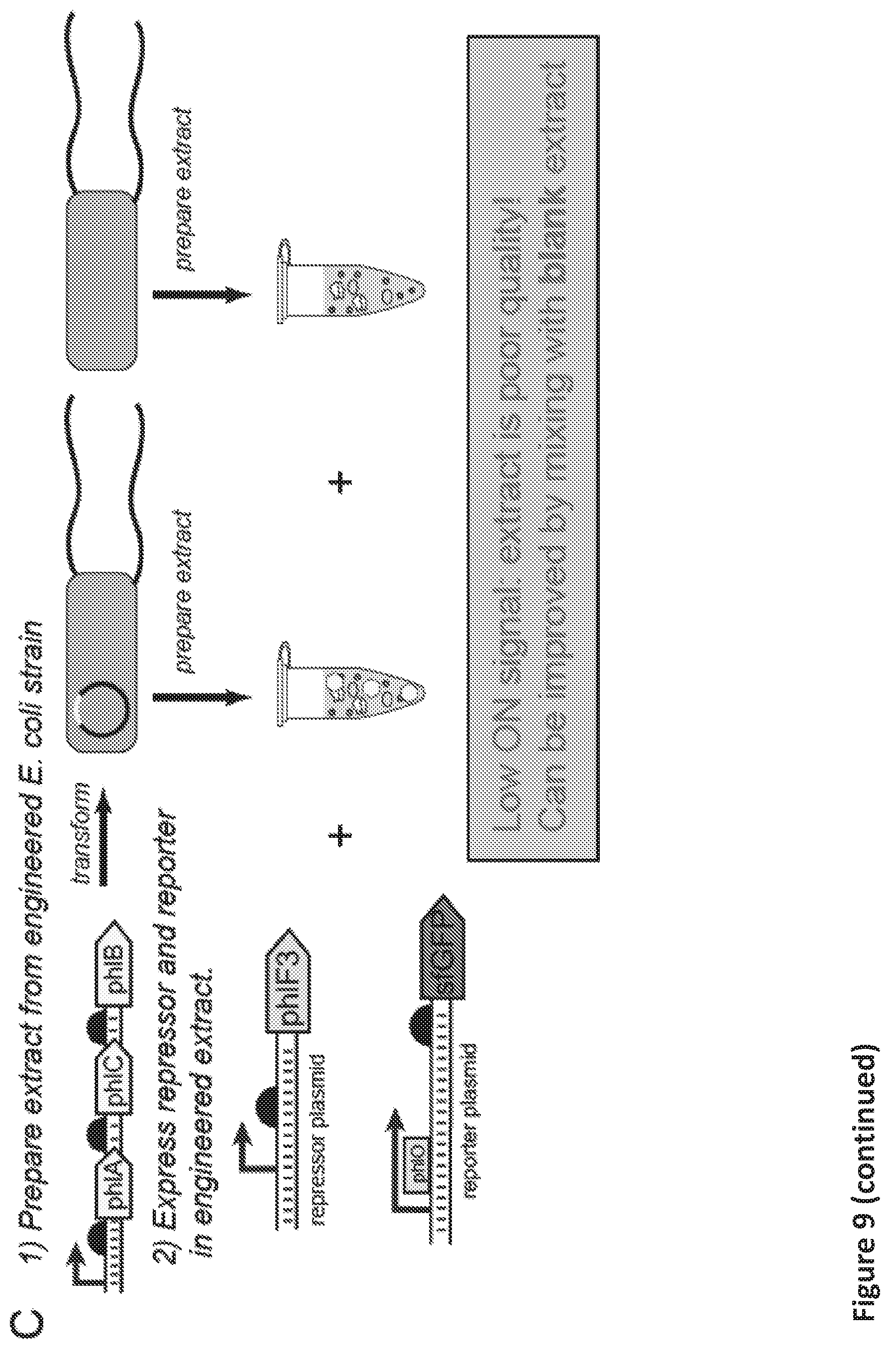 Patent US12098433 Figure 17 – On demand, portable, cell-free molecular sensing platform