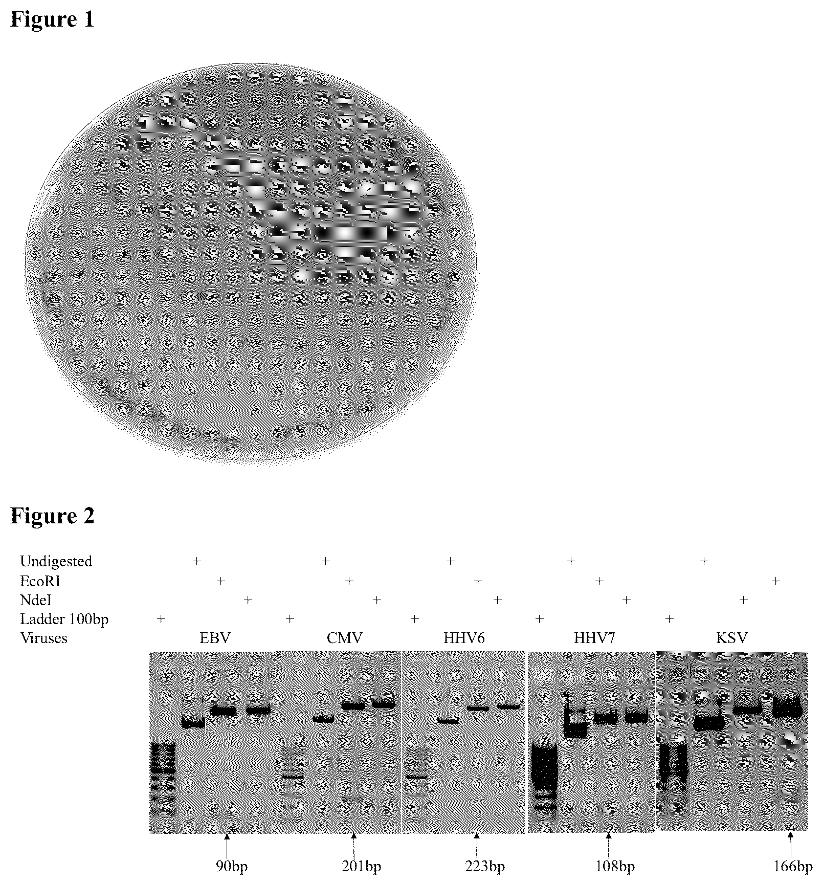 Patent US12098435 — Method for the simultaneous detection and quantification of Epstein-Barr Virus, Cytomegalovirus, Human Herpesvirus 6, Human Herpesvirus 7 and Kaposi's Sarcoma Virus using a multiplex, real-time polymerase chain reaction — Figure 1