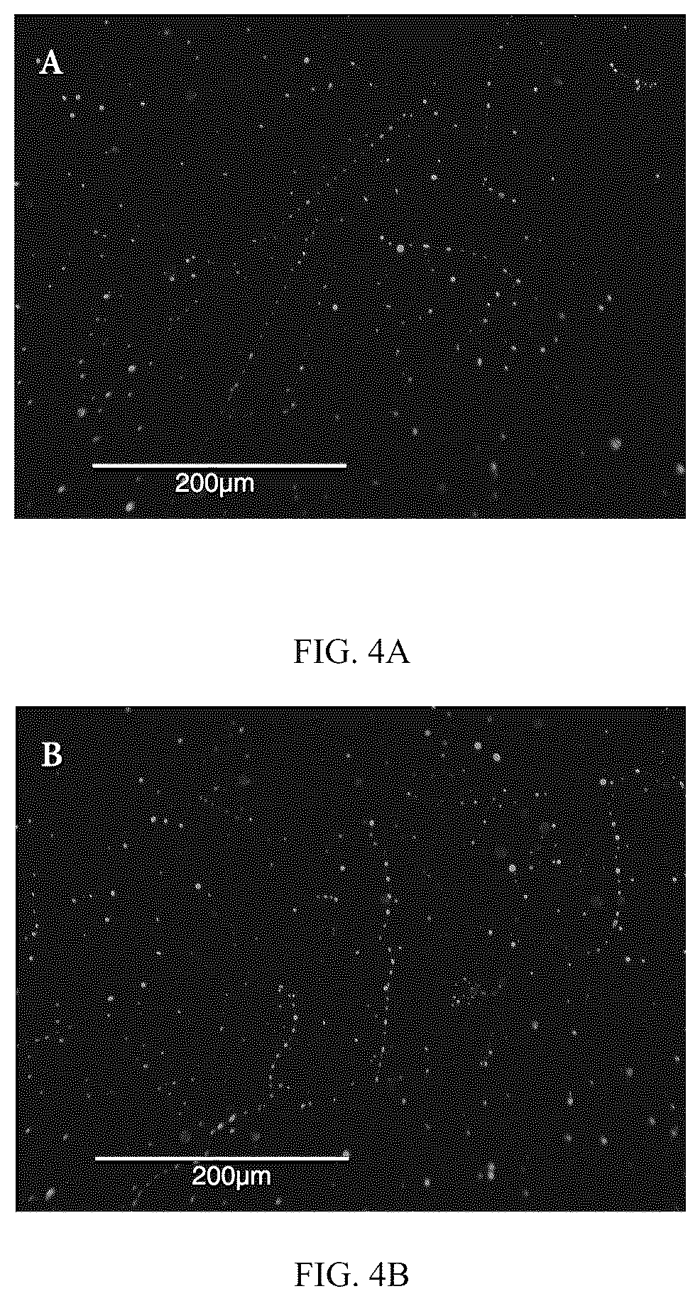 Patent US12098479 Figure 12 – Probiotic-encapsulating gum Arabic composite fiber/capsule, preparation method and application thereof