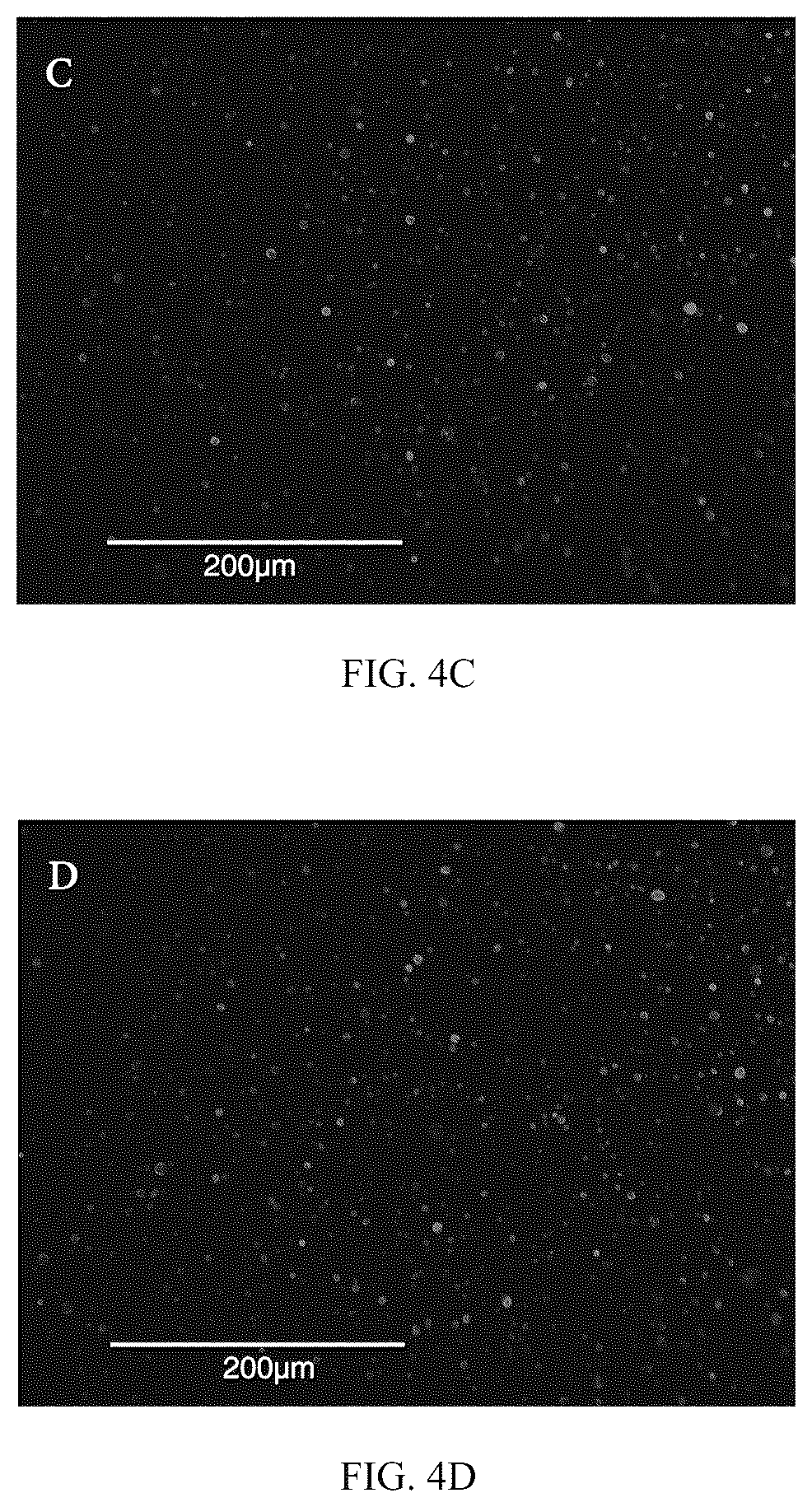 Patent US12098479 Figure 13 – Probiotic-encapsulating gum Arabic composite fiber/capsule, preparation method and application thereof