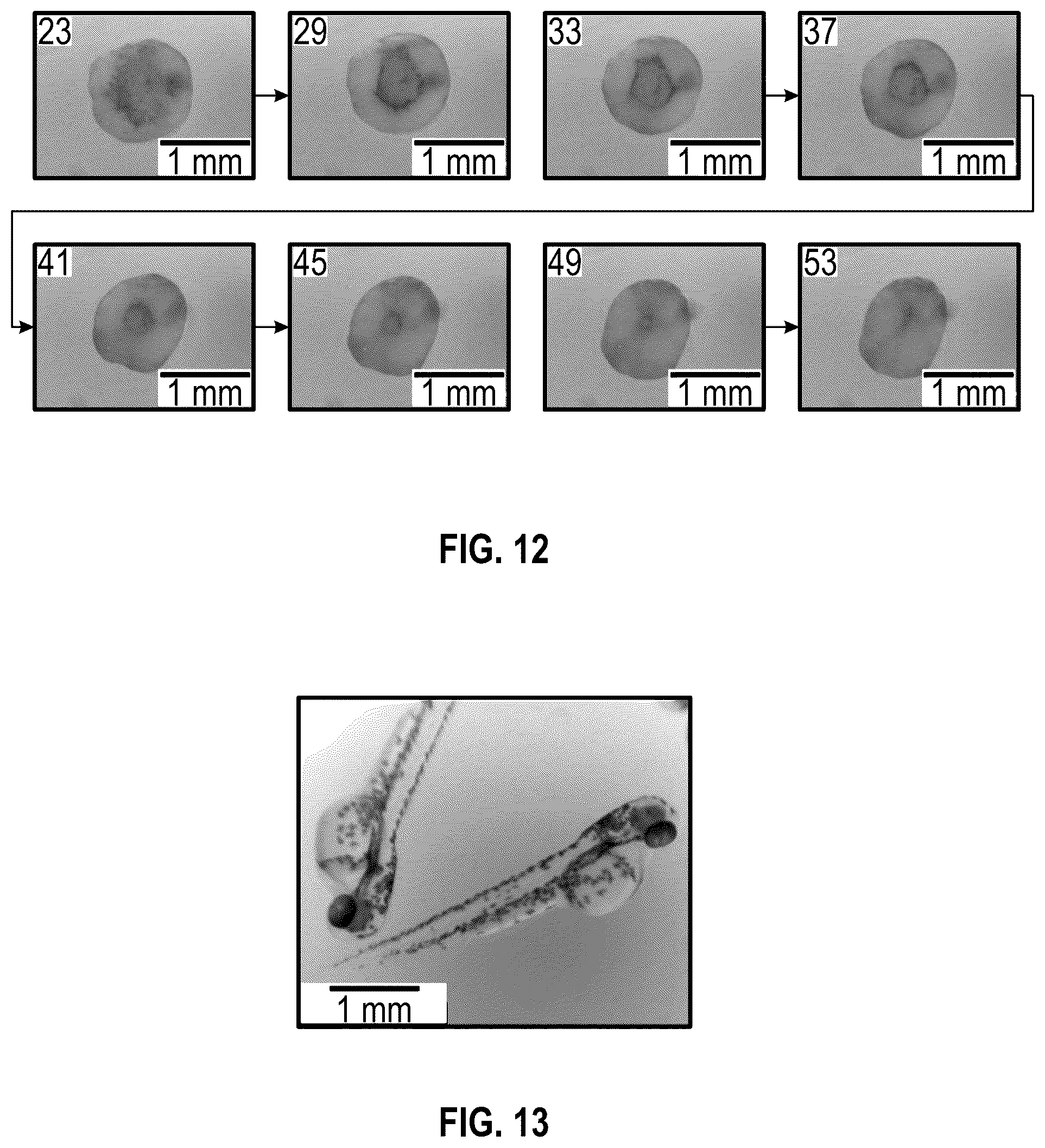 Patent US12099012 Figure 13 – Remote microscopy for biological sciences