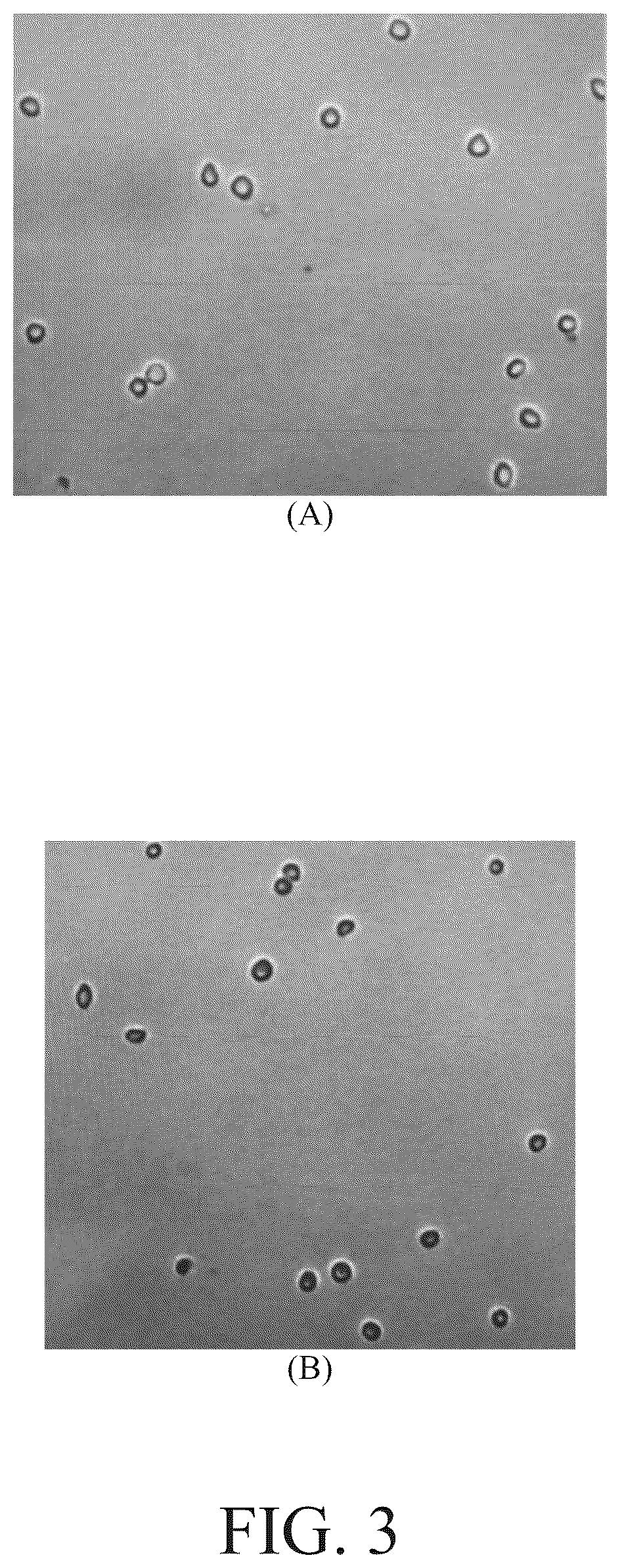 Patent US12099053 Figure 3 – Method of training AI for label-free cell viability determination and label-free cell viability determination method by trained AI
