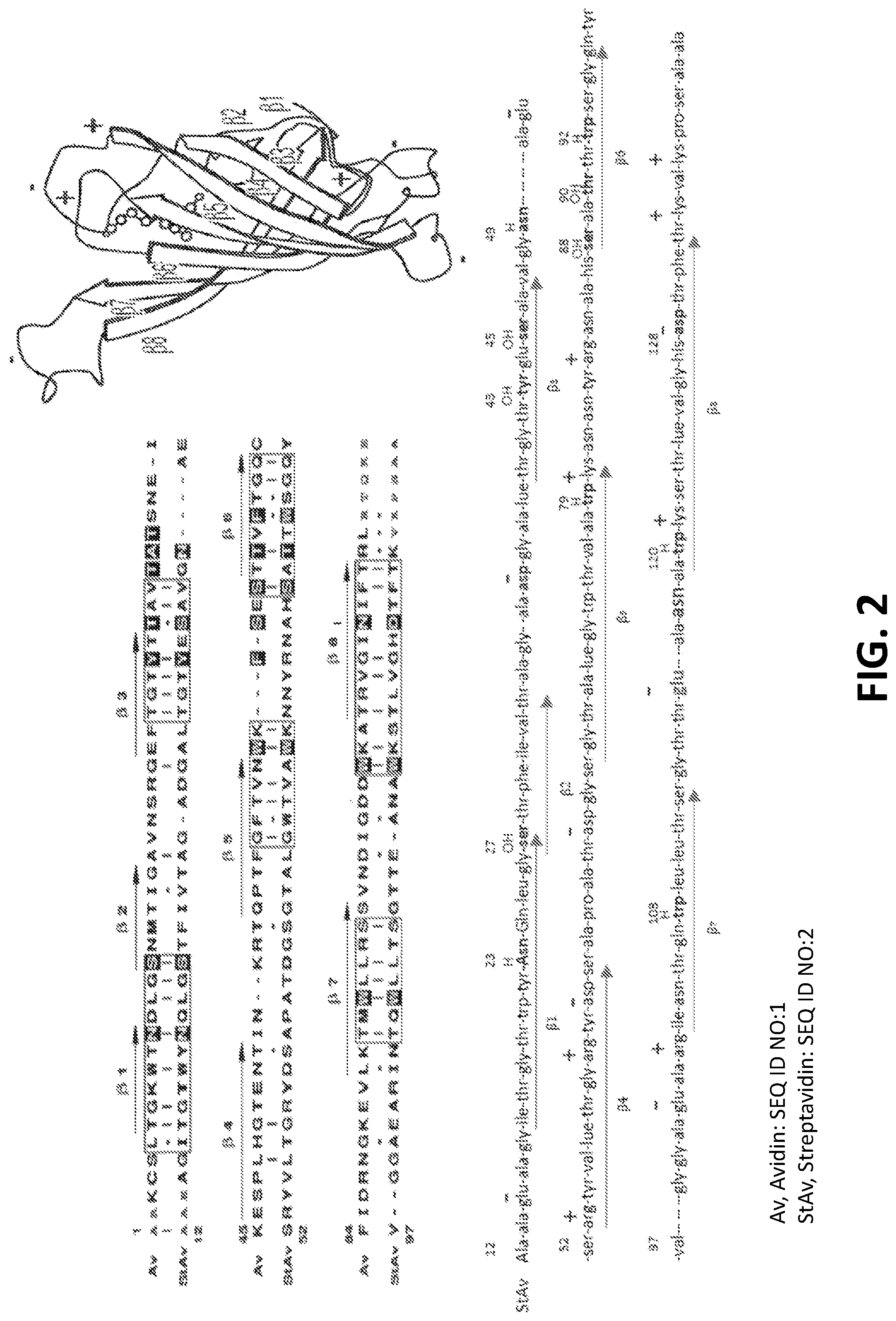 Patent US12099055 Figure 2 – Methods and compositions for removing biotin interference from assays using conjugated molecular traps