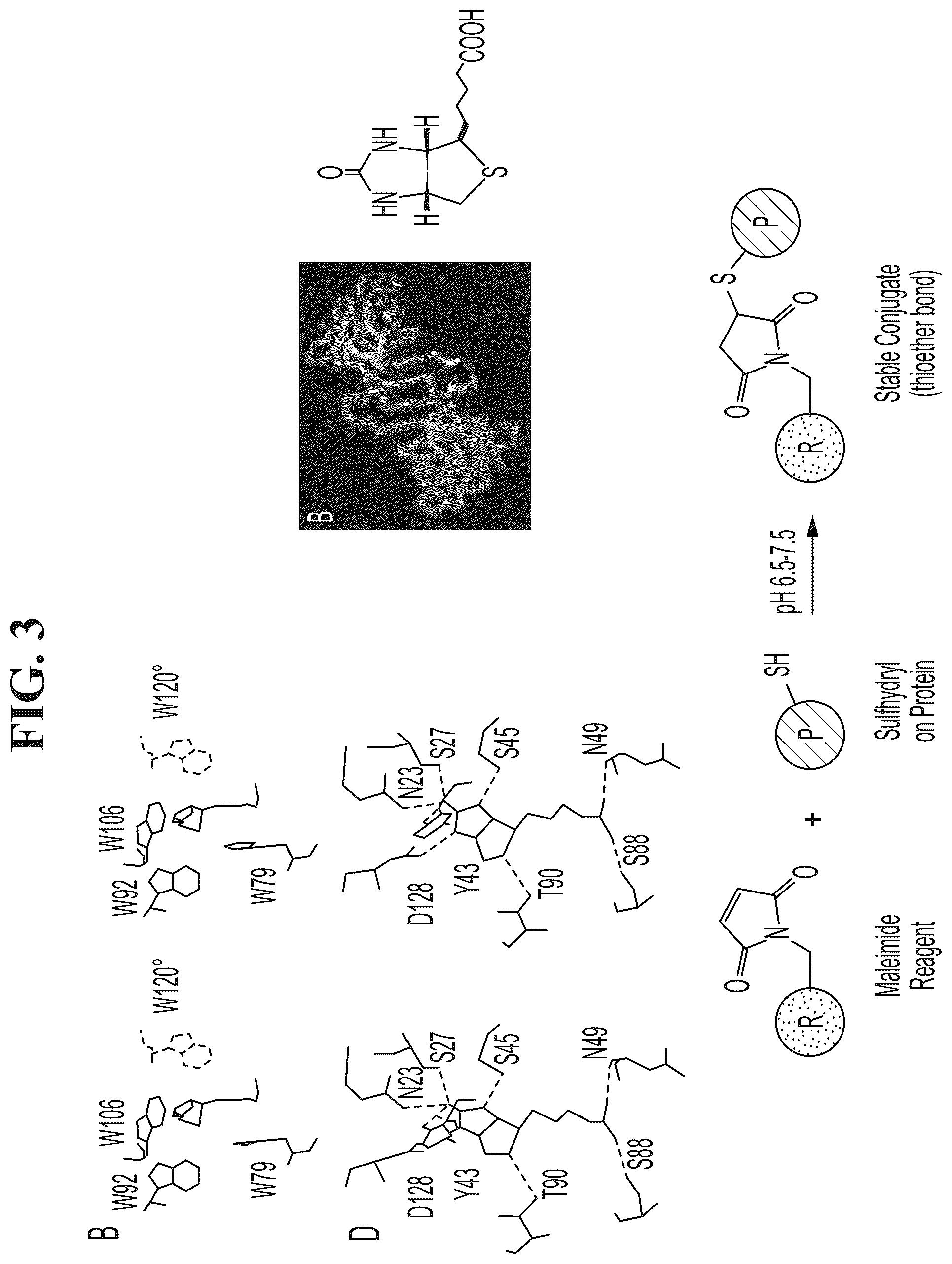 Patent US12099055 Figure 3 – Methods and compositions for removing biotin interference from assays using conjugated molecular traps