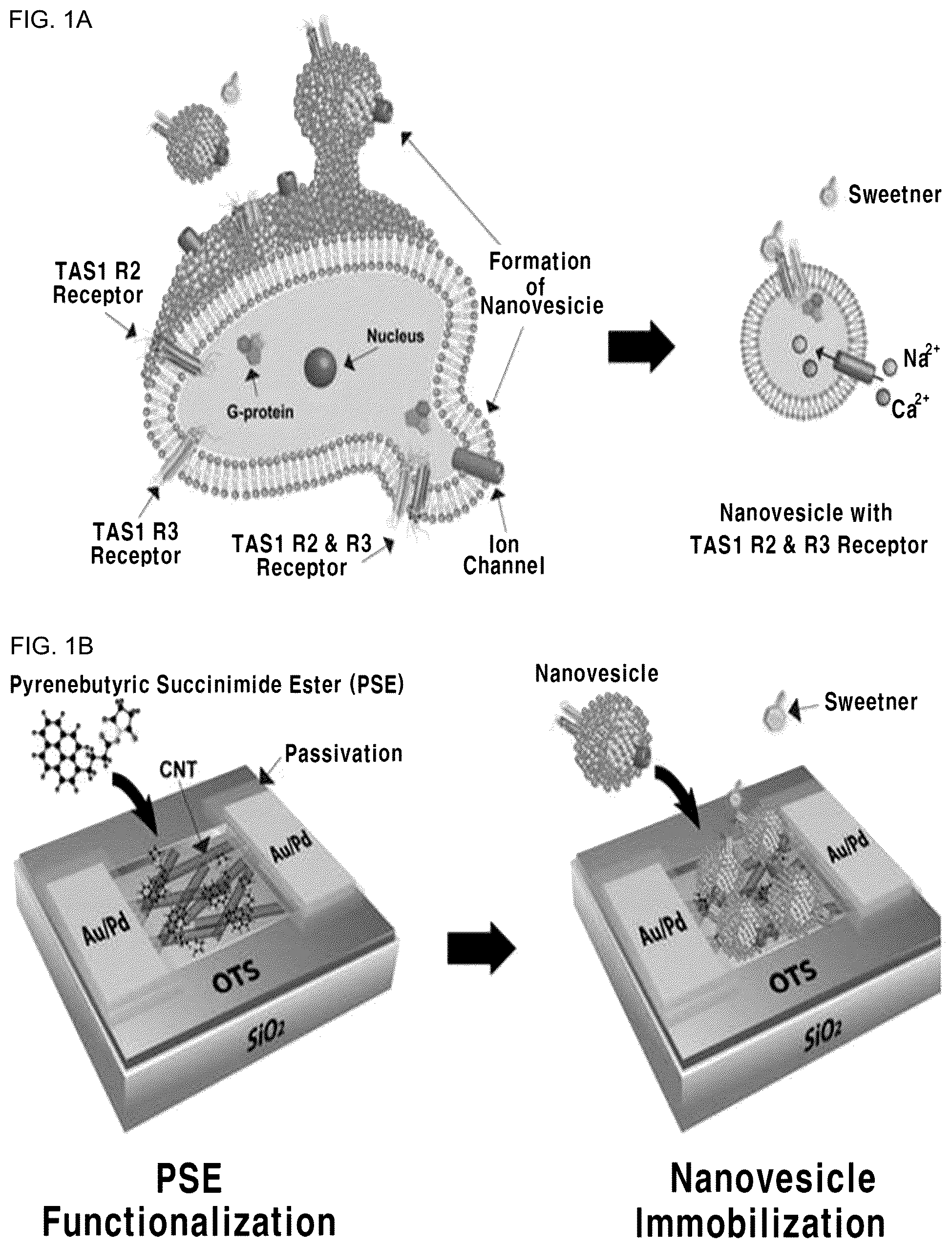 Patent US12099060 Figure 1 – Nanovesicle comprising heterodimeric G-protein coupled receptor, method for preparing nanovesicle, field effect transistor-based taste sensor comprising nanovesicle, and method for manufacturing taste sensor