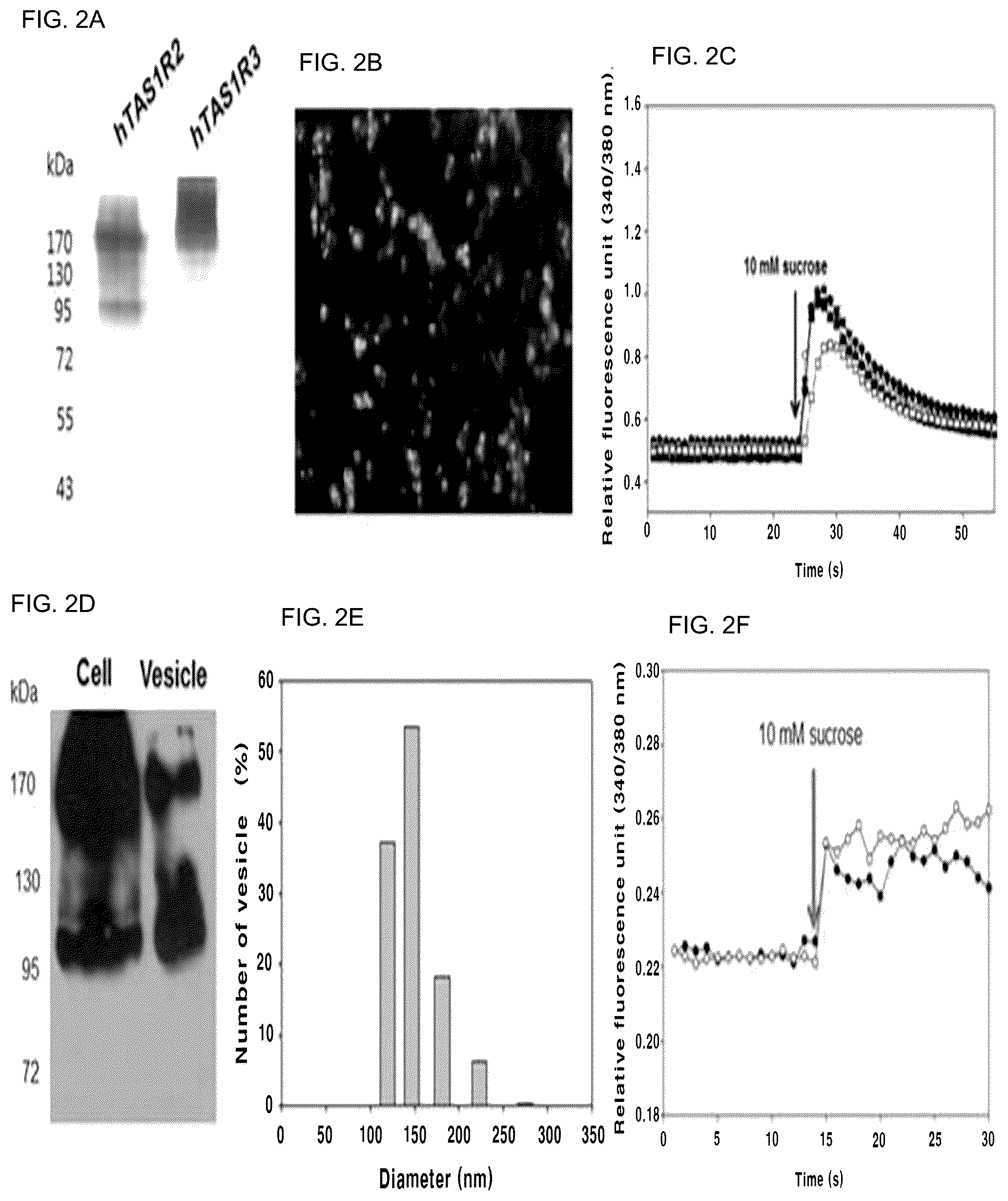 Patent US12099060 Figure 2 – Nanovesicle comprising heterodimeric G-protein coupled receptor, method for preparing nanovesicle, field effect transistor-based taste sensor comprising nanovesicle, and method for manufacturing taste sensor