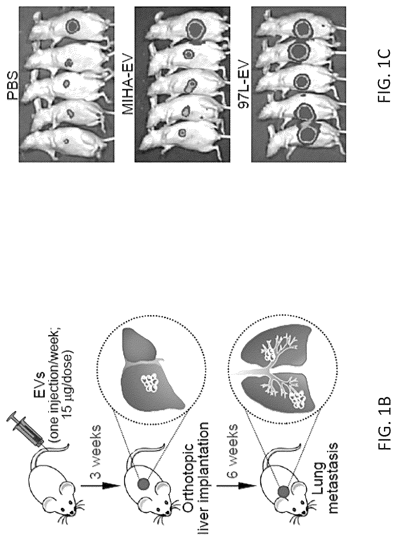 Patent US12099061 Figure 2 – Nidogen 1 as a diagnostic marker and therapeutic target of hepatocellular carcinoma, composition and methods thereof