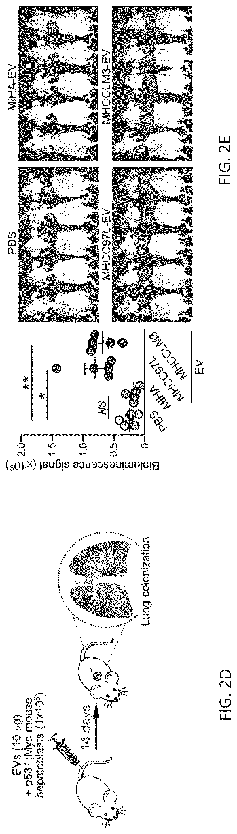 Patent US12099061 Figure 6 – Nidogen 1 as a diagnostic marker and therapeutic target of hepatocellular carcinoma, composition and methods thereof