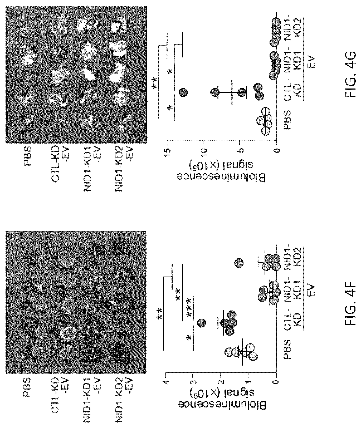 Patent US12099061 Figure 16 – Nidogen 1 as a diagnostic marker and therapeutic target of hepatocellular carcinoma, composition and methods thereof
