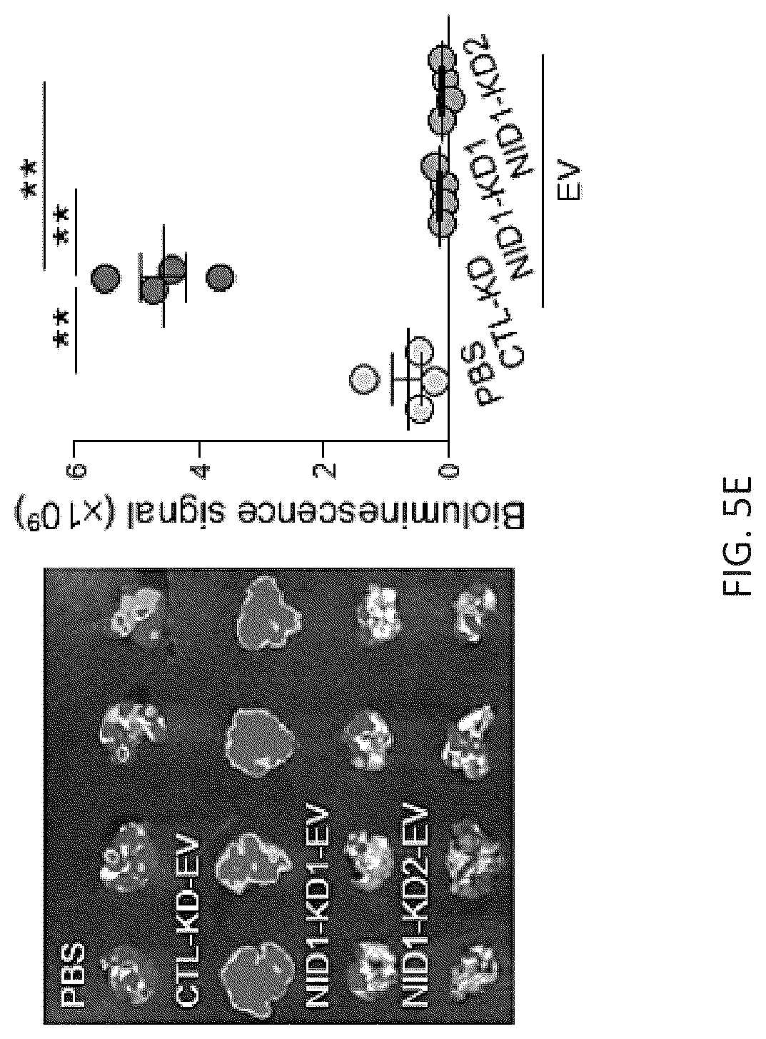 Patent US12099061 Figure 20 – Nidogen 1 as a diagnostic marker and therapeutic target of hepatocellular carcinoma, composition and methods thereof