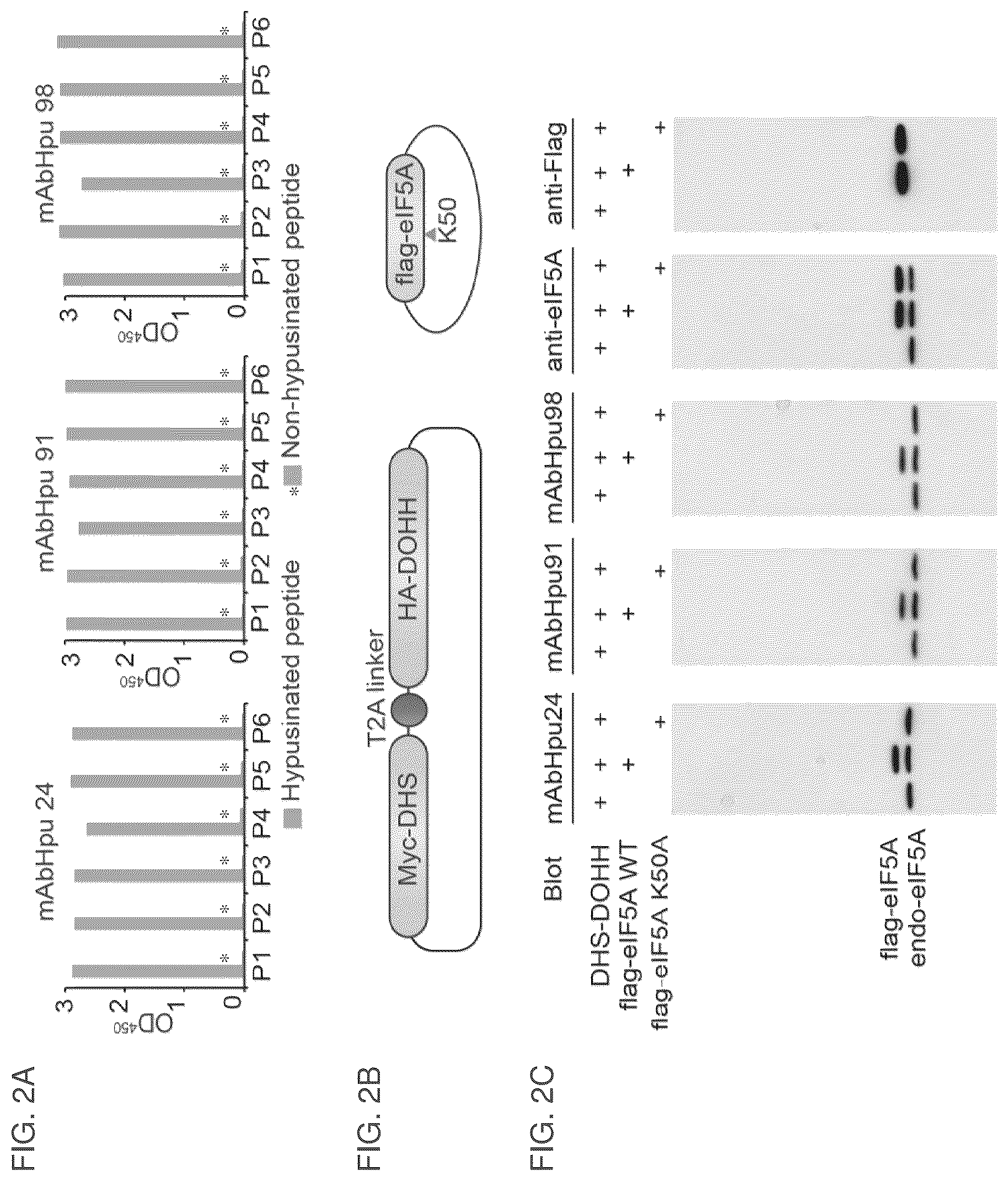 Patent US12099064 Figure 5 – Anti-hypusine antibodies and uses thereof