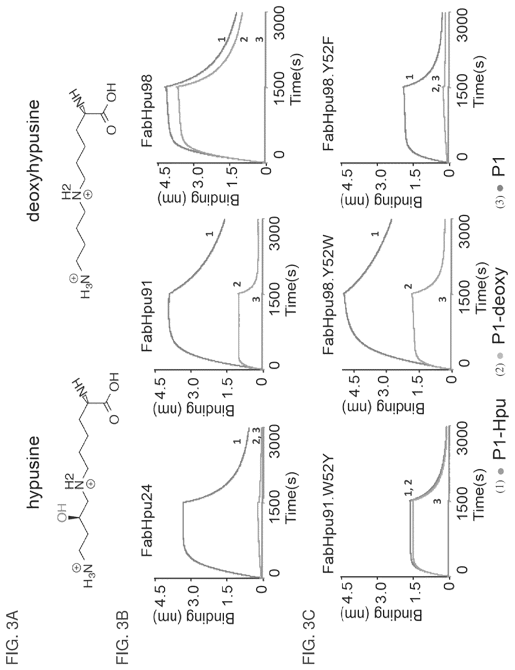Patent US12099064 Figure 6 – Anti-hypusine antibodies and uses thereof