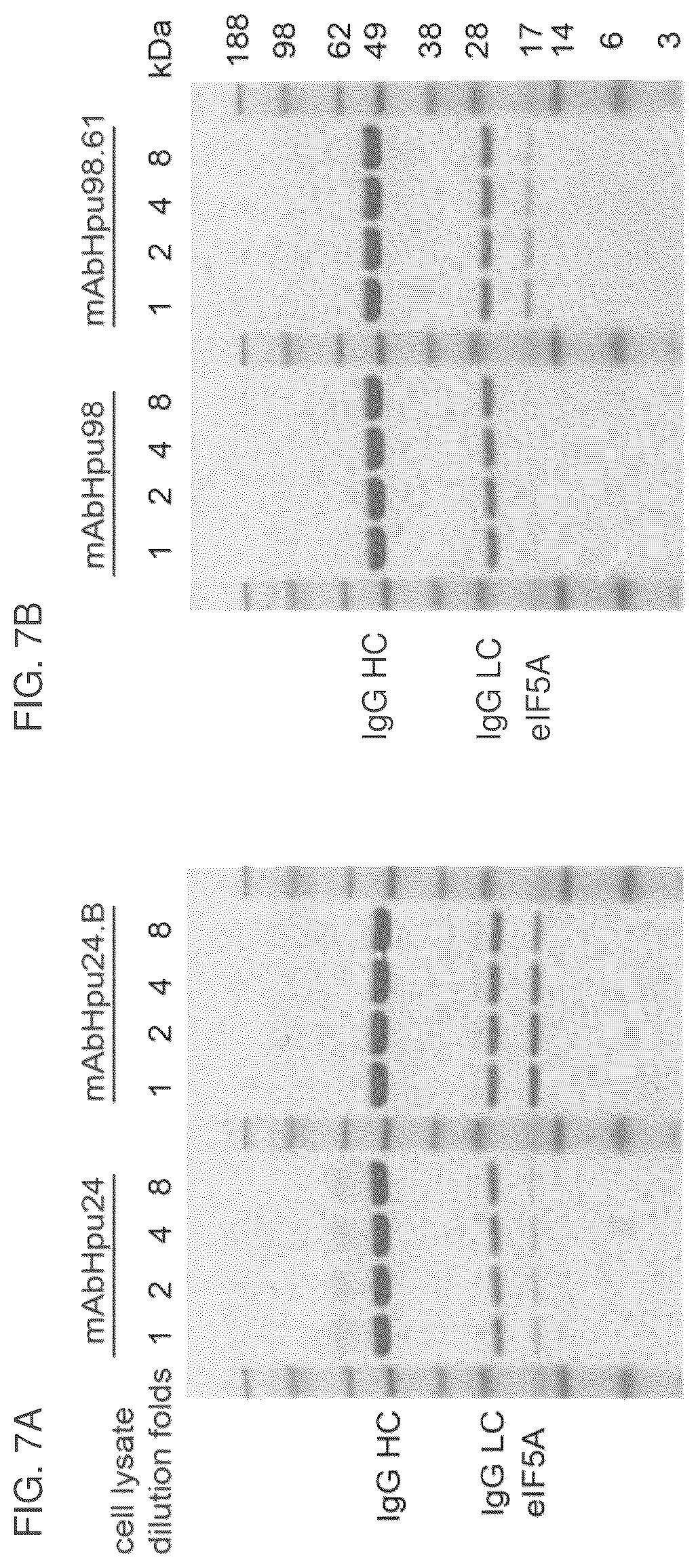 Patent US12099064 Figure 12 – Anti-hypusine antibodies and uses thereof