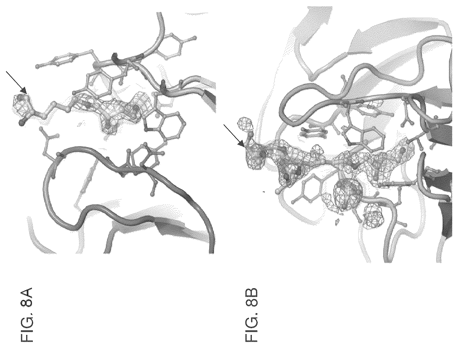 Patent US12099064 Figure 13 – Anti-hypusine antibodies and uses thereof
