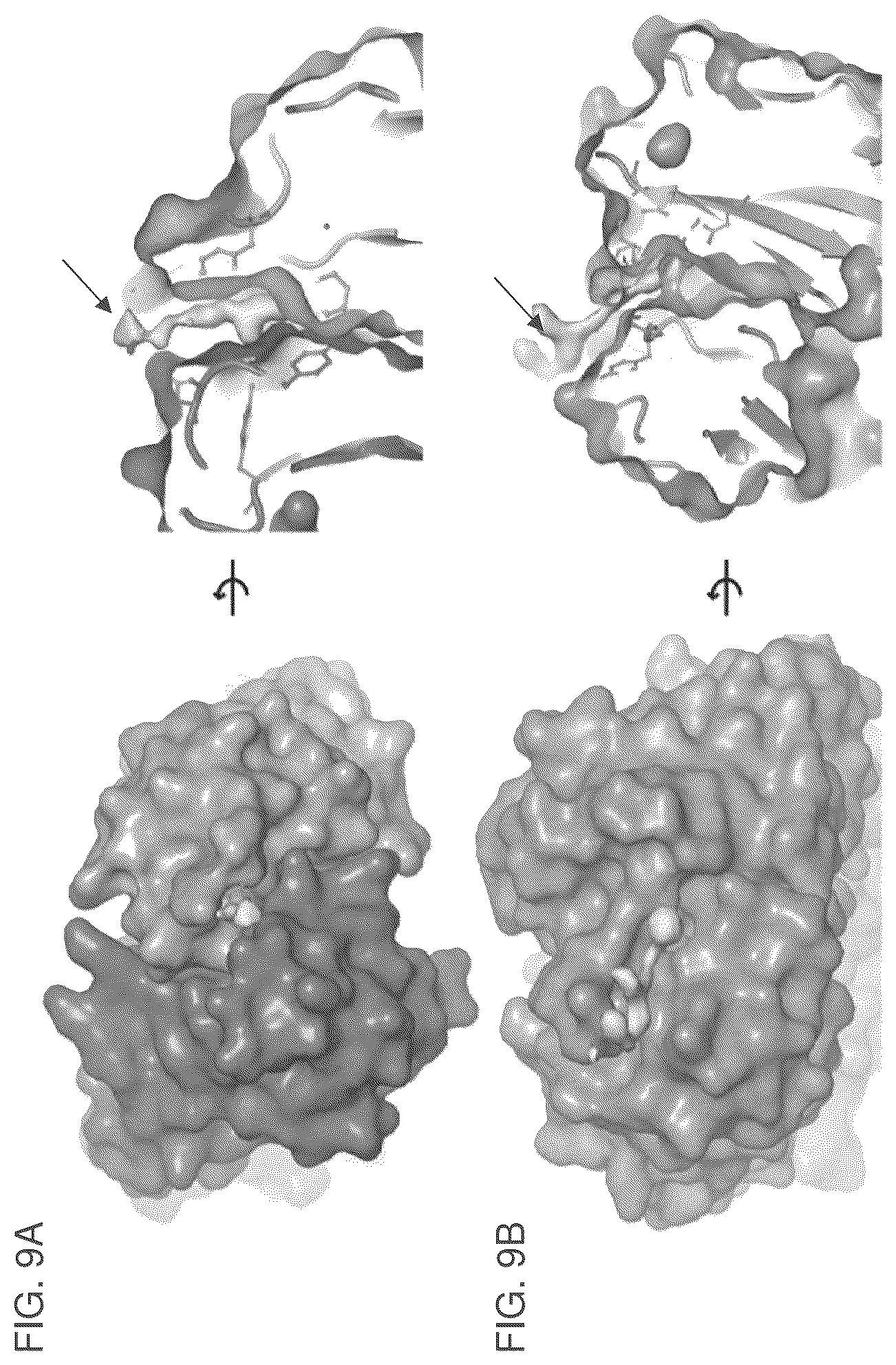 Patent US12099064 Figure 14 – Anti-hypusine antibodies and uses thereof