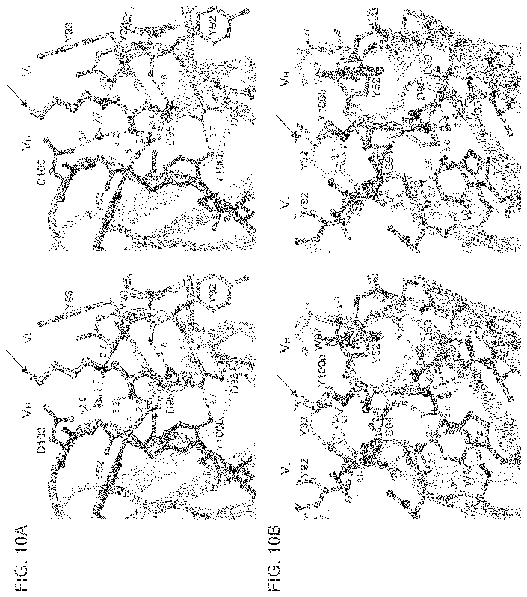 Patent US12099064 Figure 15 – Anti-hypusine antibodies and uses thereof