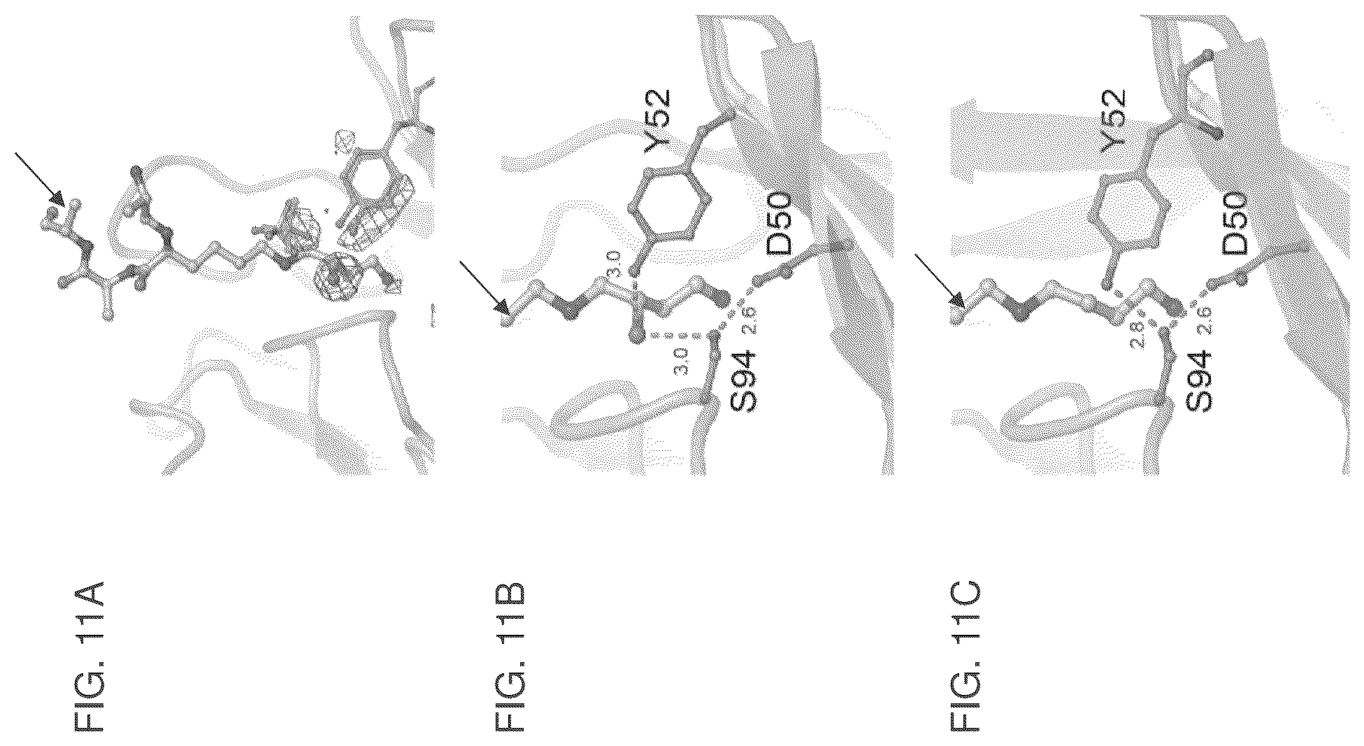 Patent US12099064 Figure 16 – Anti-hypusine antibodies and uses thereof
