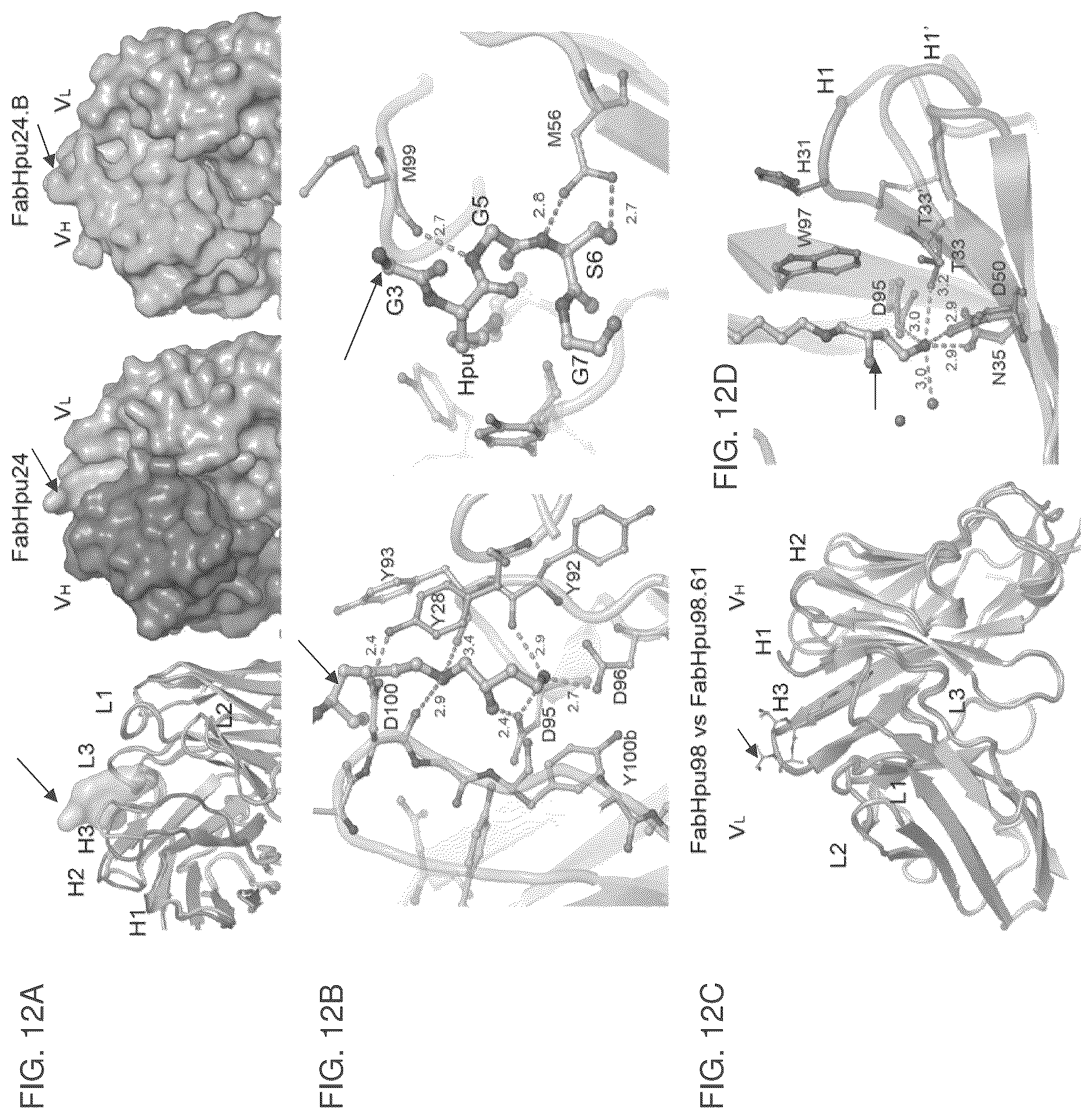 Patent US12099064 Figure 17 – Anti-hypusine antibodies and uses thereof