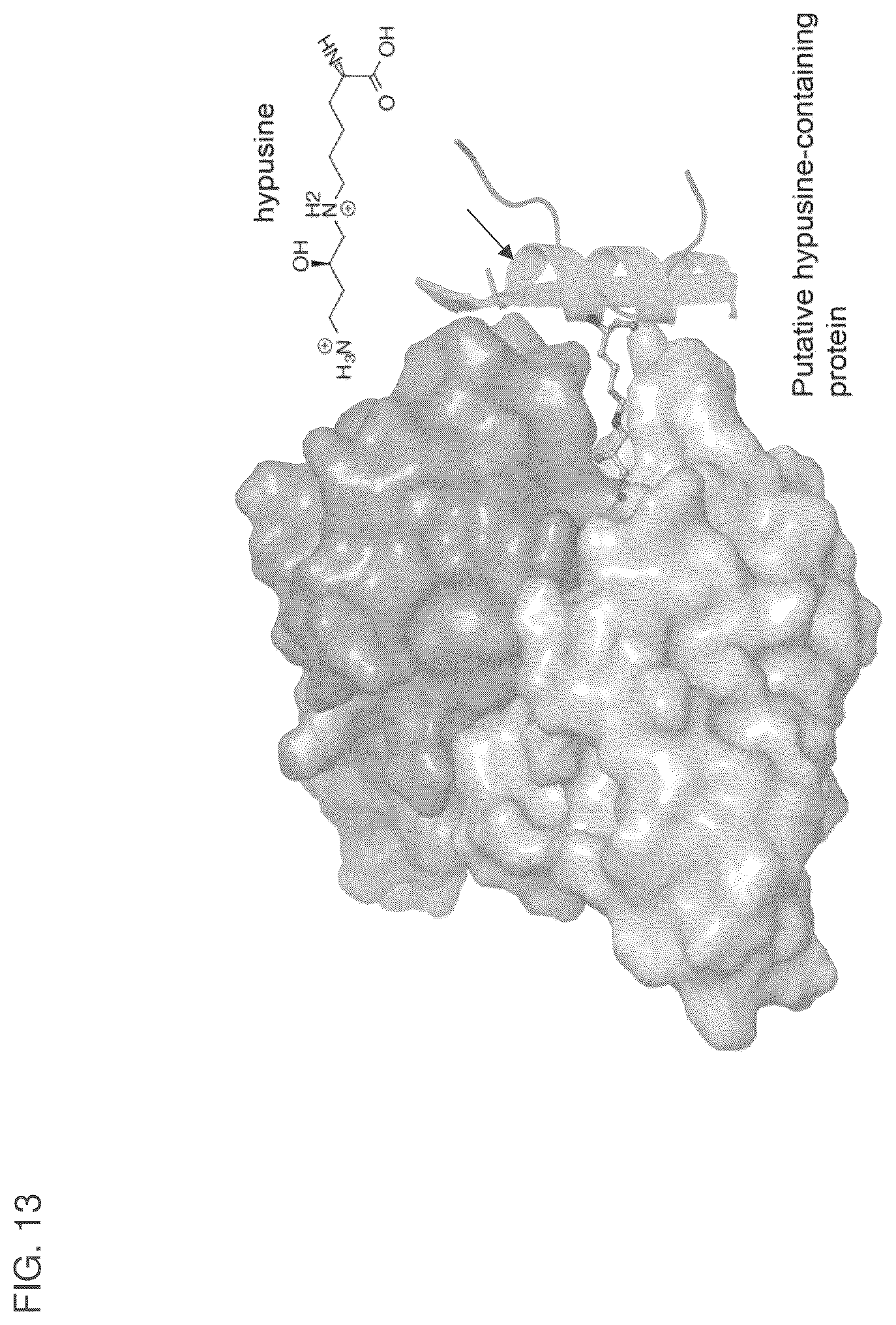 Patent US12099064 Figure 18 – Anti-hypusine antibodies and uses thereof