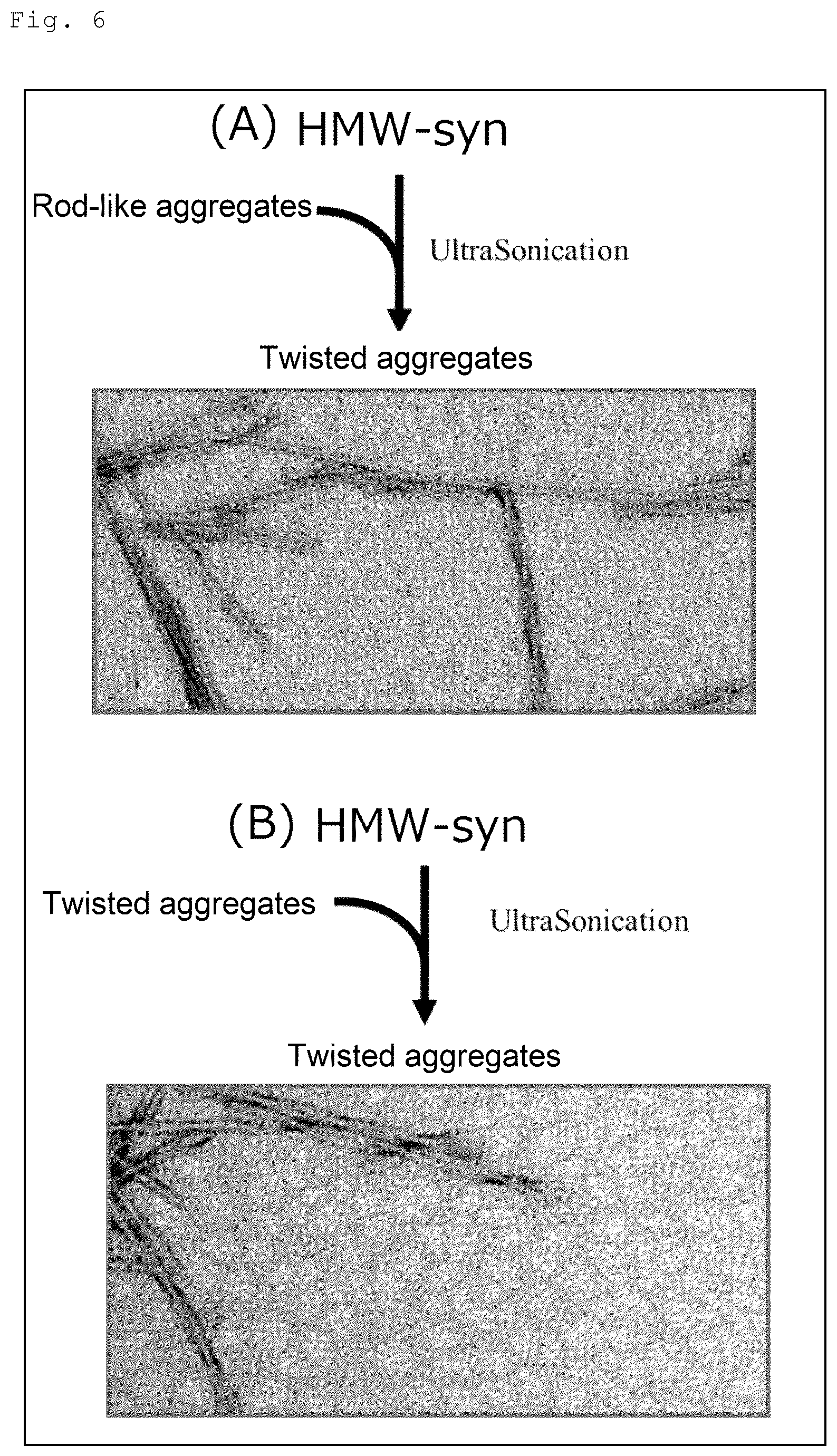 Patent US12099070 Figure 5 – Method and kit for discriminating between parkinson's disease and multiple system atrophy