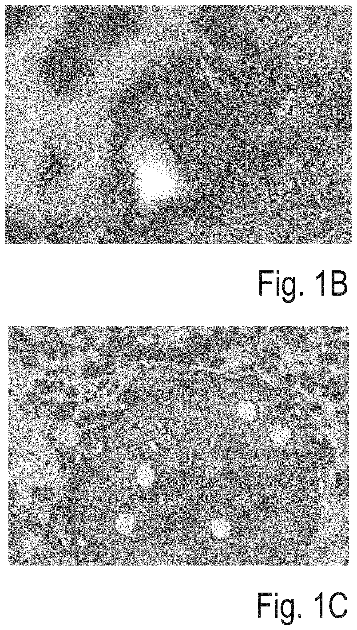 Patent US12100137 Figure 2 – System for analysis of microscopic data using graphs